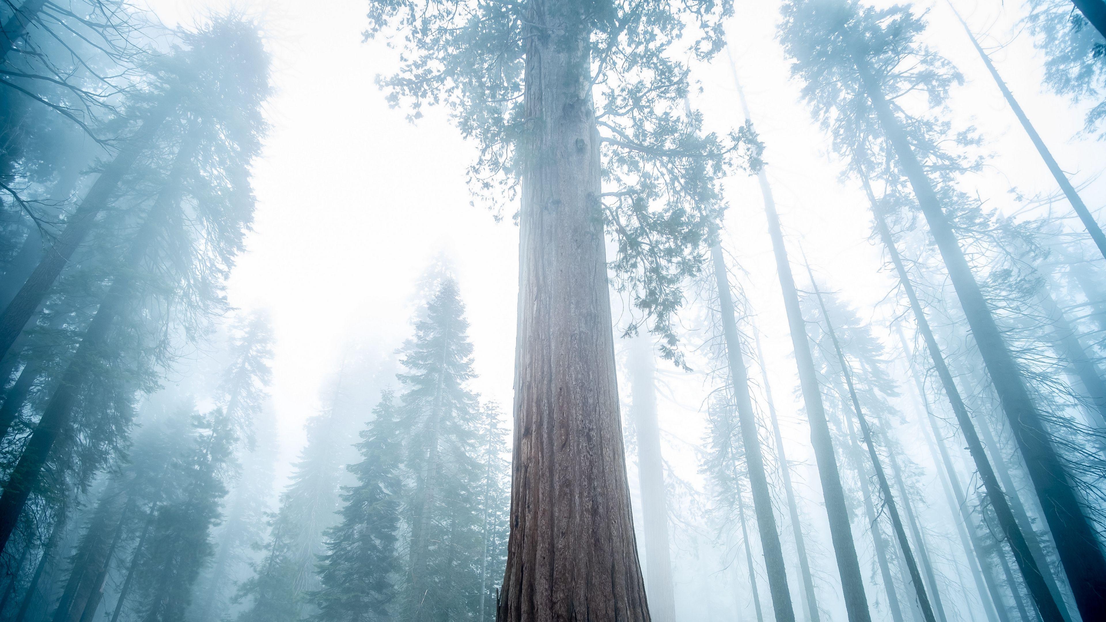 Sequoia Wallpapers - Top Free Sequoia Backgrounds - WallpaperAccess