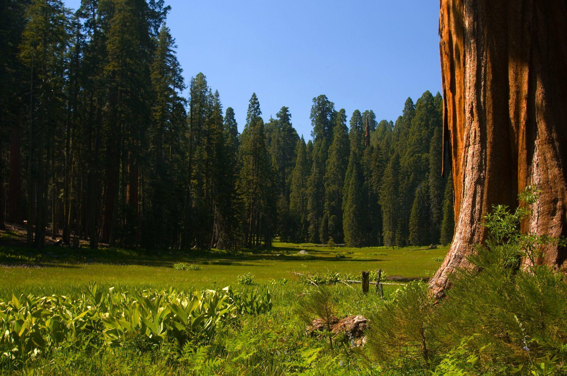 Sequoia Wallpapers - Top Free Sequoia Backgrounds - WallpaperAccess