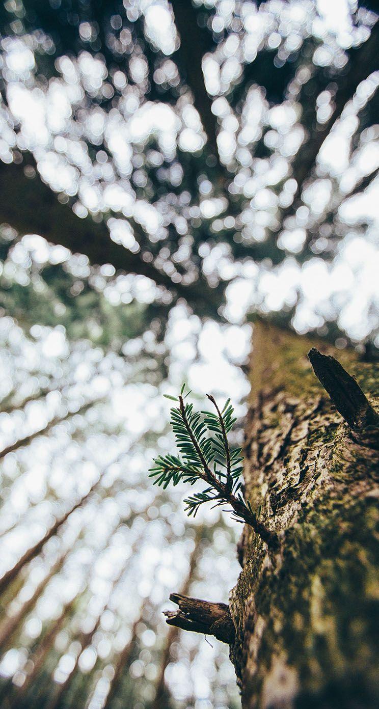 744x1392 The iPhone Wallpaper Redwood Trees and Sequoia