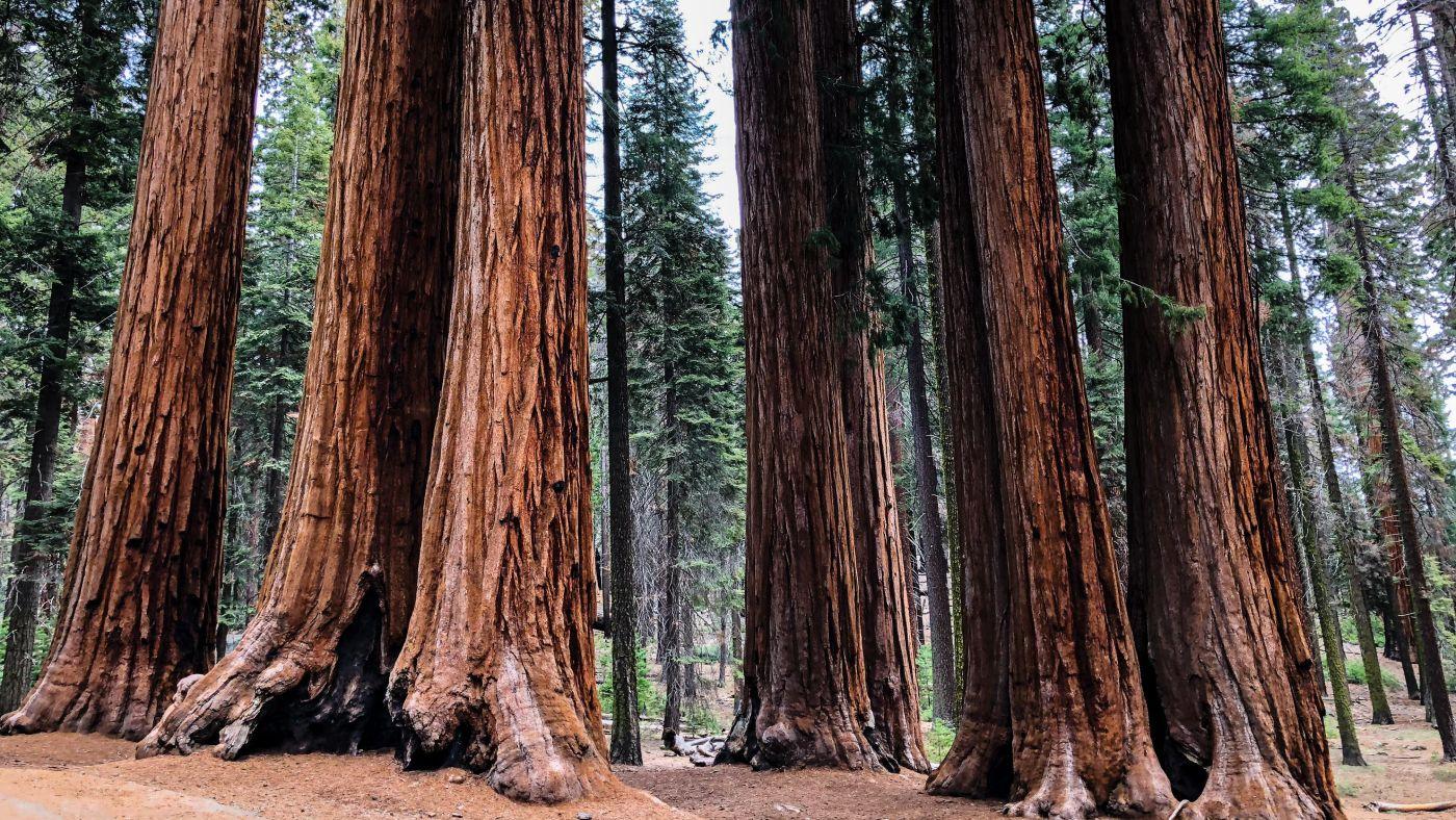 Sequoia Wallpapers - Top Free Sequoia Backgrounds - WallpaperAccess