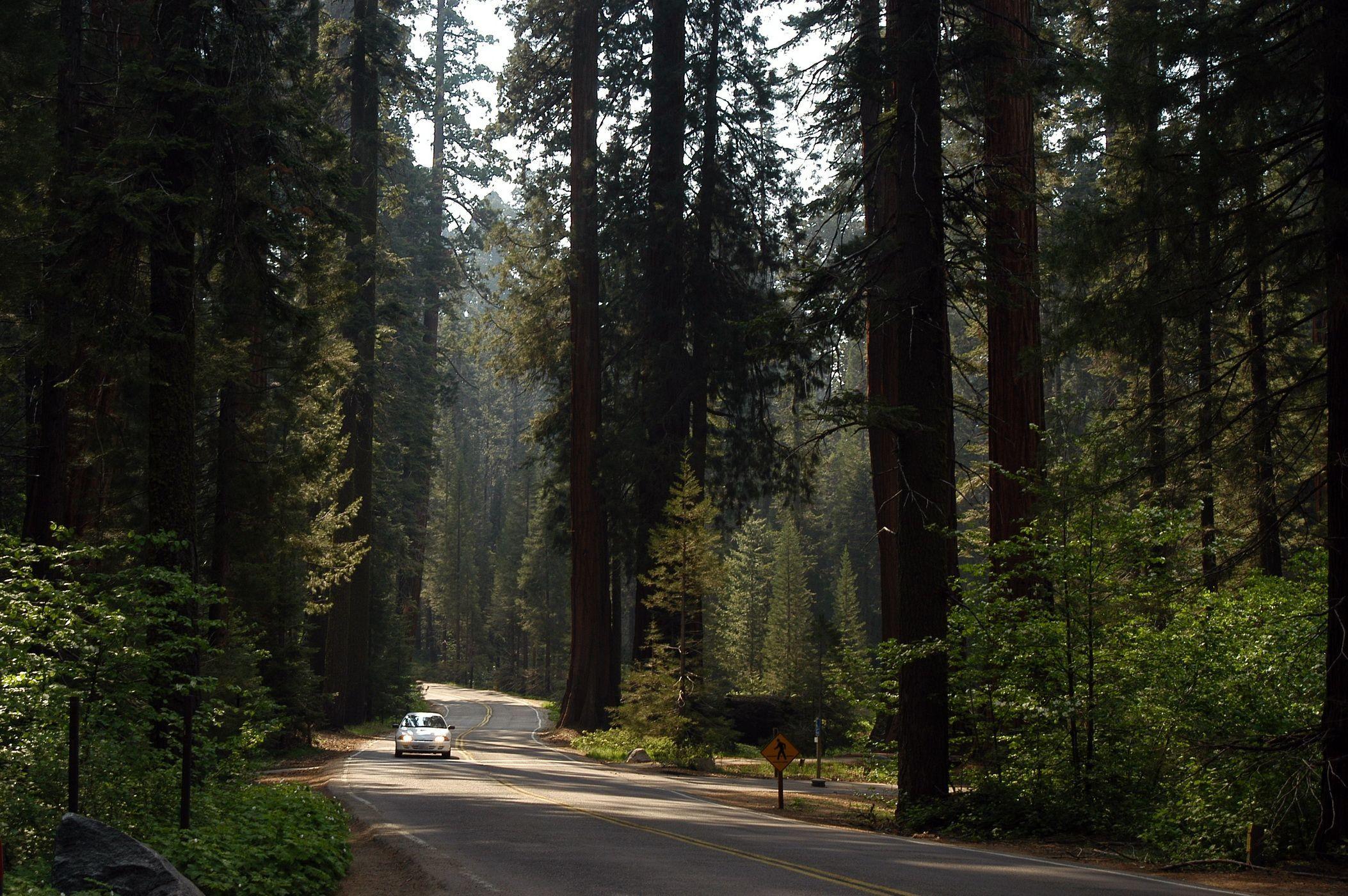 2106x1400 Sequoia National Park Wallpaper, Top Ranked Sequoia