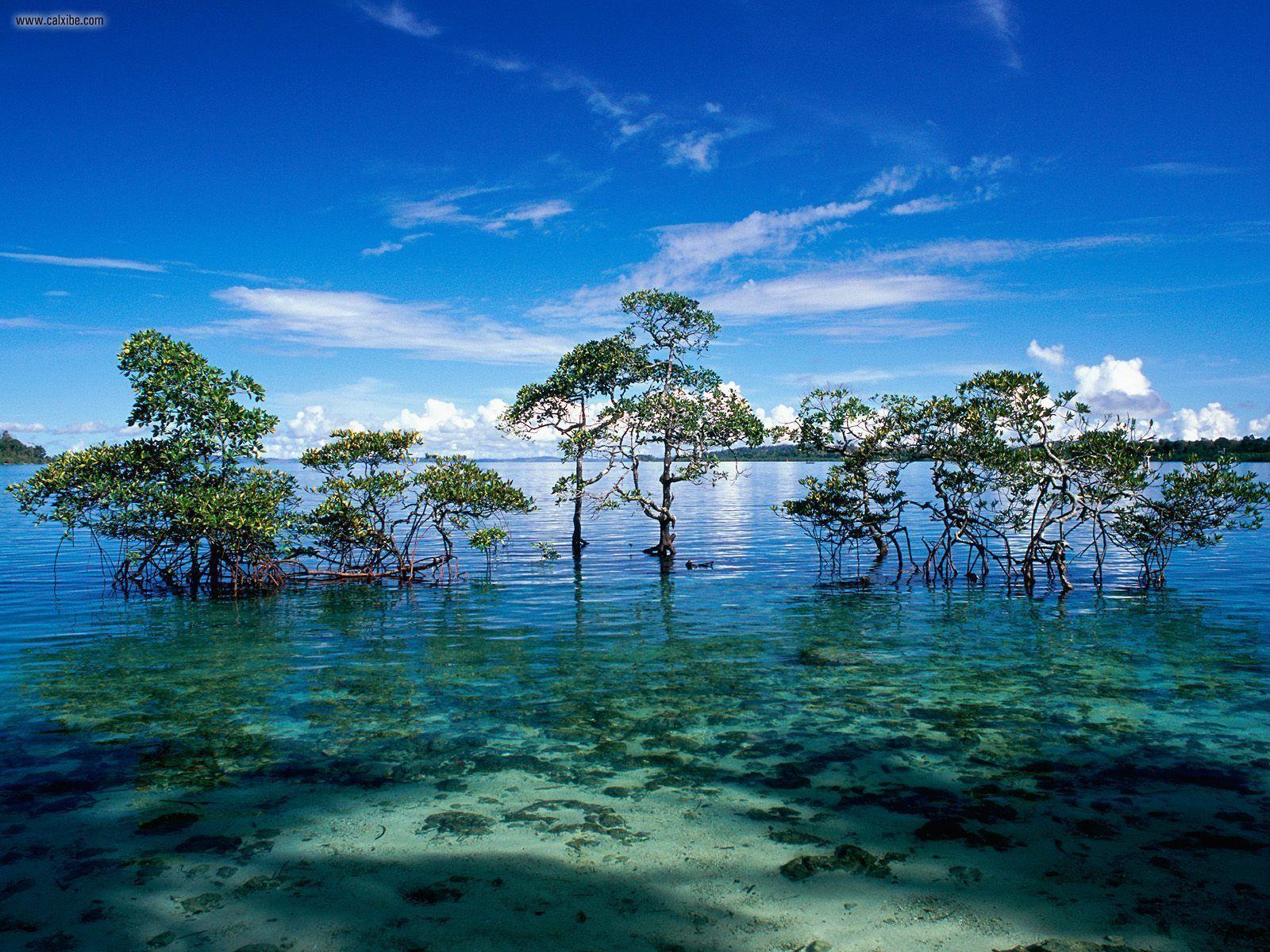 1600x1200 Thomas Kinkade Autumn Havelock Island Andaman Nicobar