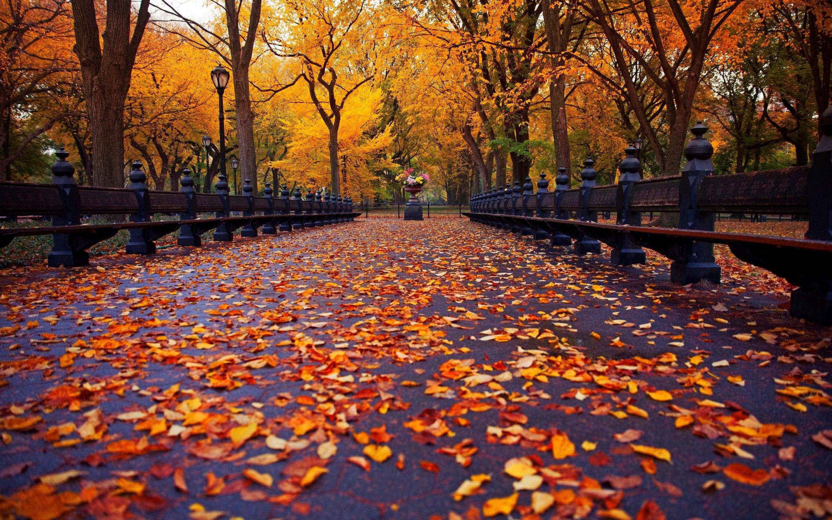 2880x1800 Best Two cozy young girls walk at autumn park road an make