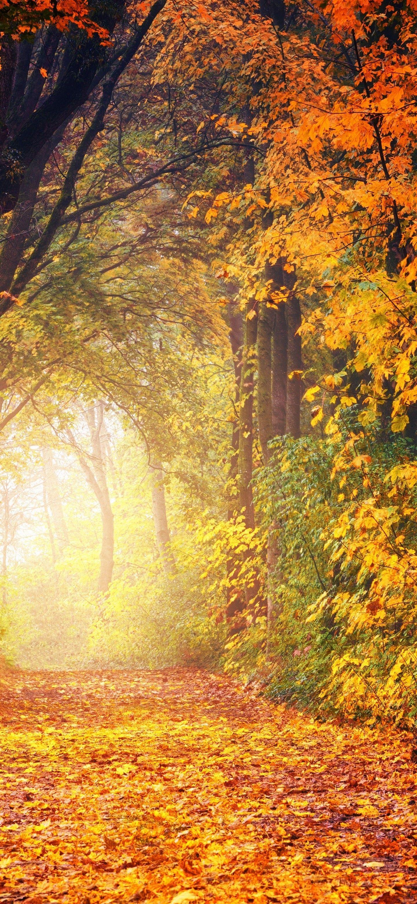 1440x3120 Download 1440x3120 Path, Autumn, Fall, Trees, Forest