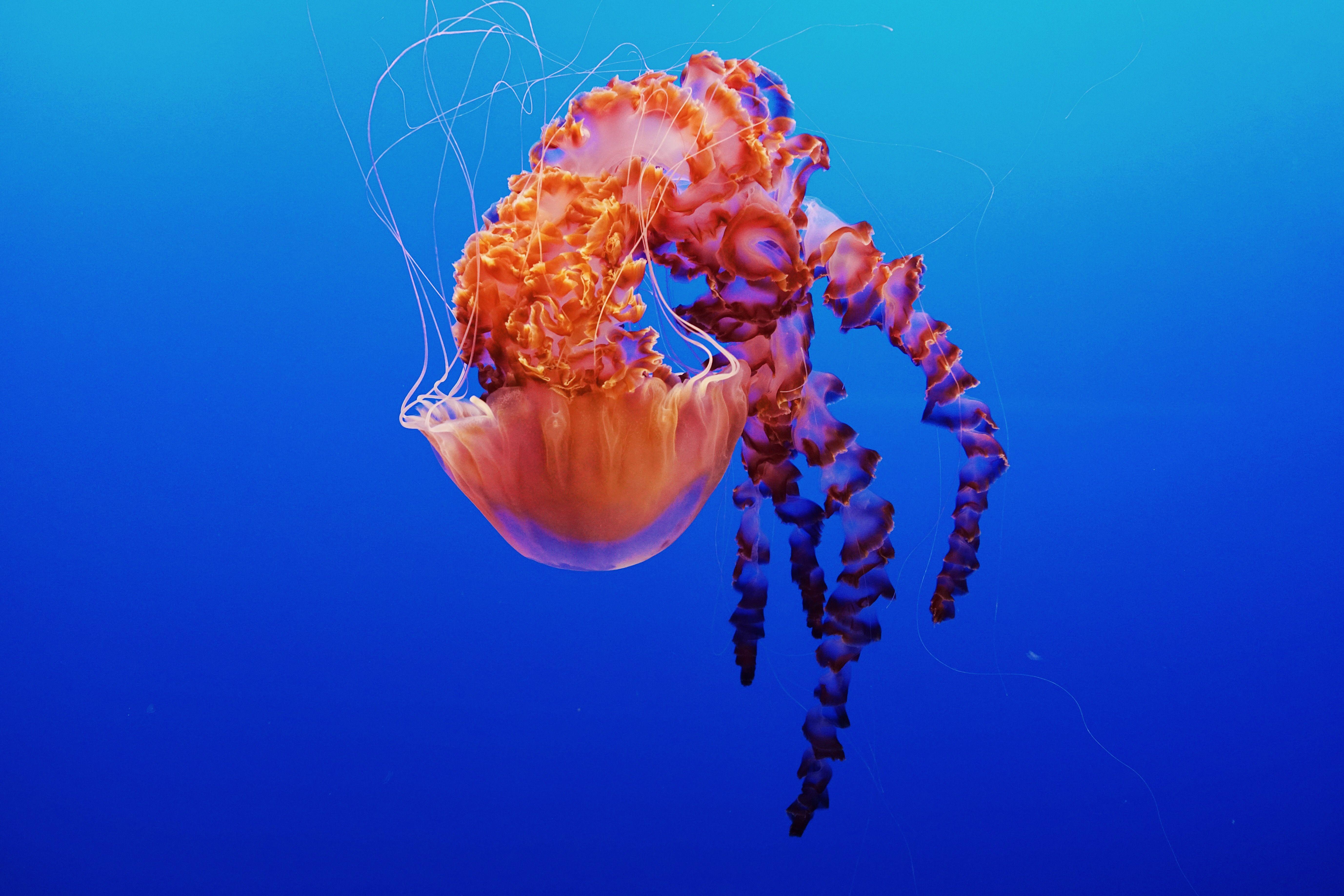 5510x3675 Wallpaper of the Week Bay Aquarium