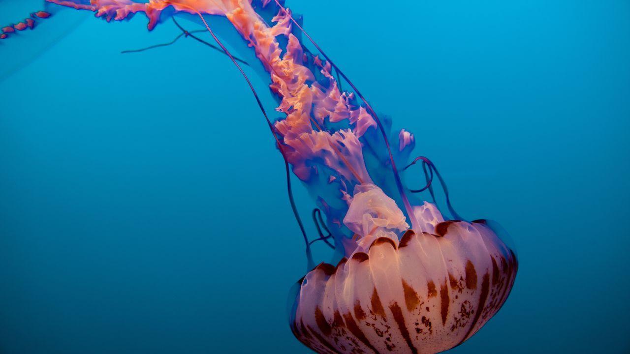 1280x720 Wallpaper Jellyfish, Monterey Bay Aquarium, California, USA