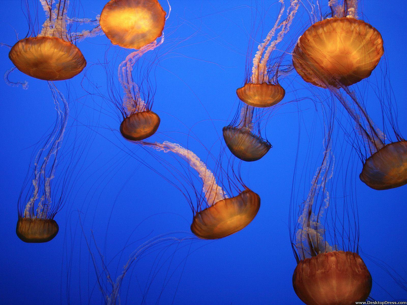 1600x1200 Desktop Wallpaper Animals Background Sea Nettles, Monterey Bay Aquarium, California