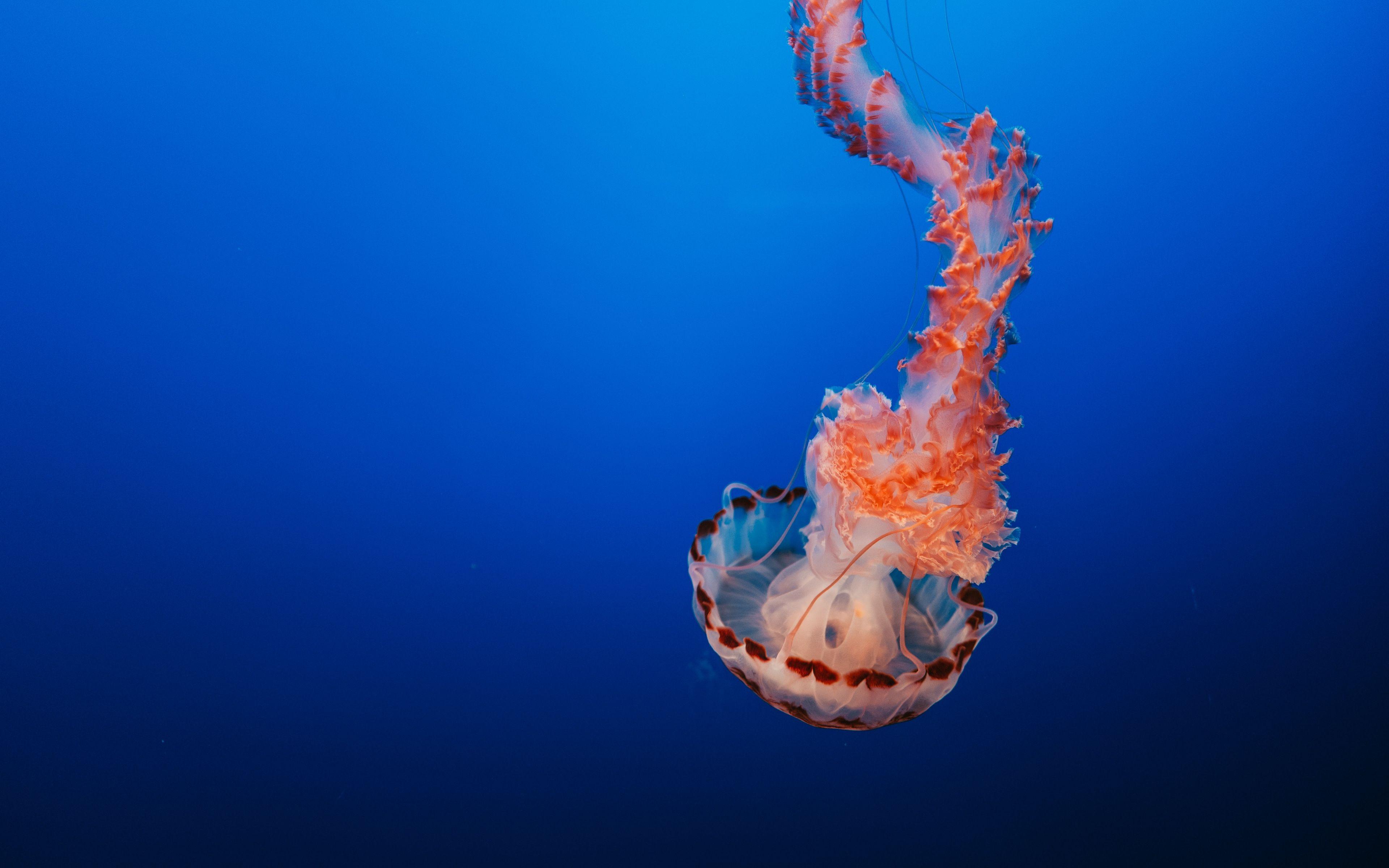 3840x2400 Download wallpaper 3840x2400 jellyfish, tentacles