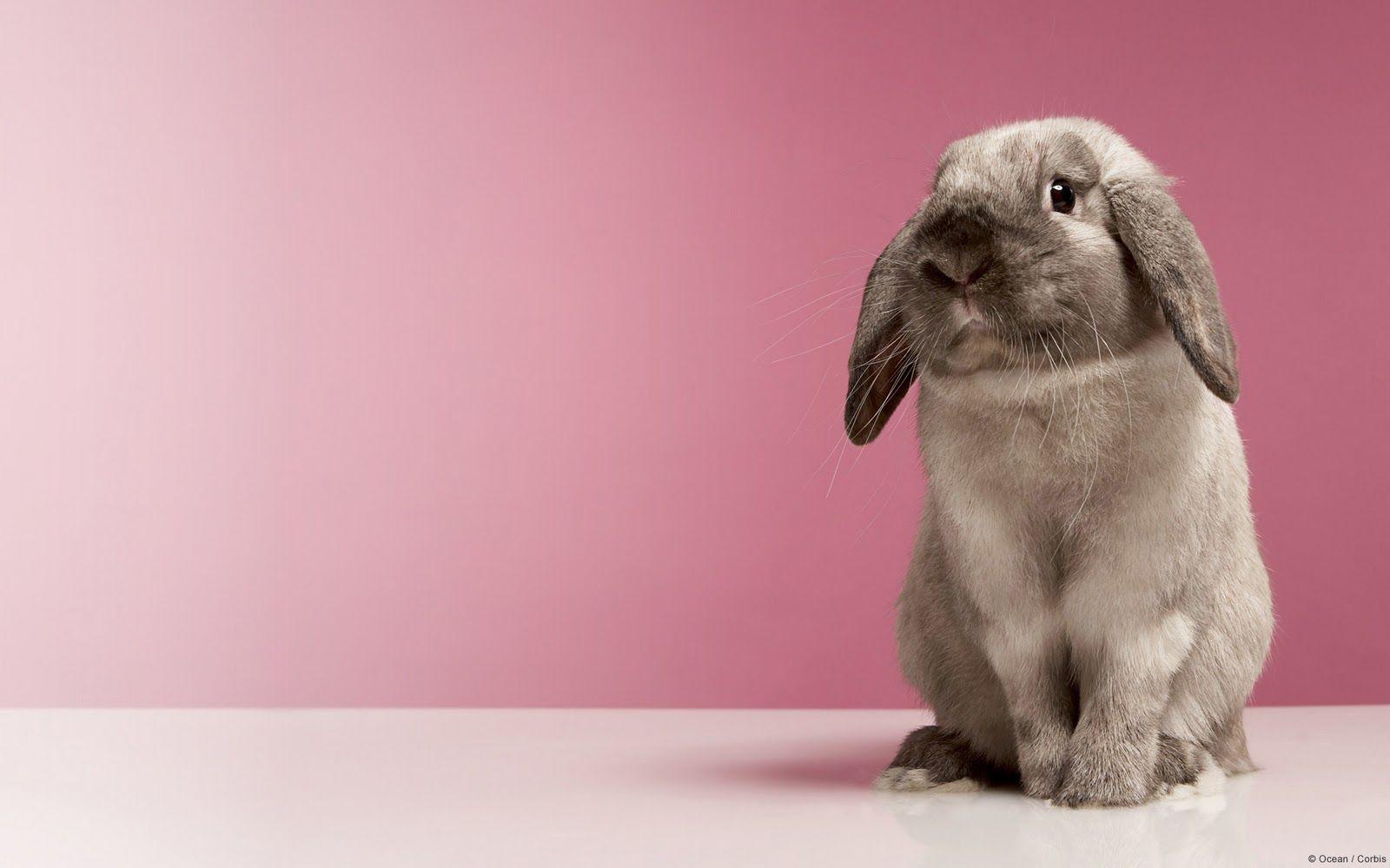 Funny Rabbit Wallpapers - Top Free Funny Rabbit Backgrounds ...