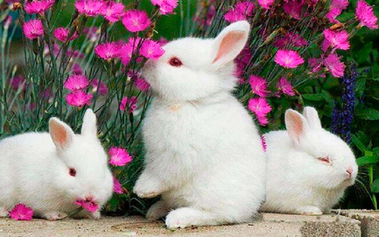 Funny Bunny Wallpapers - Top Free Funny Bunny Backgrounds - WallpaperAccess