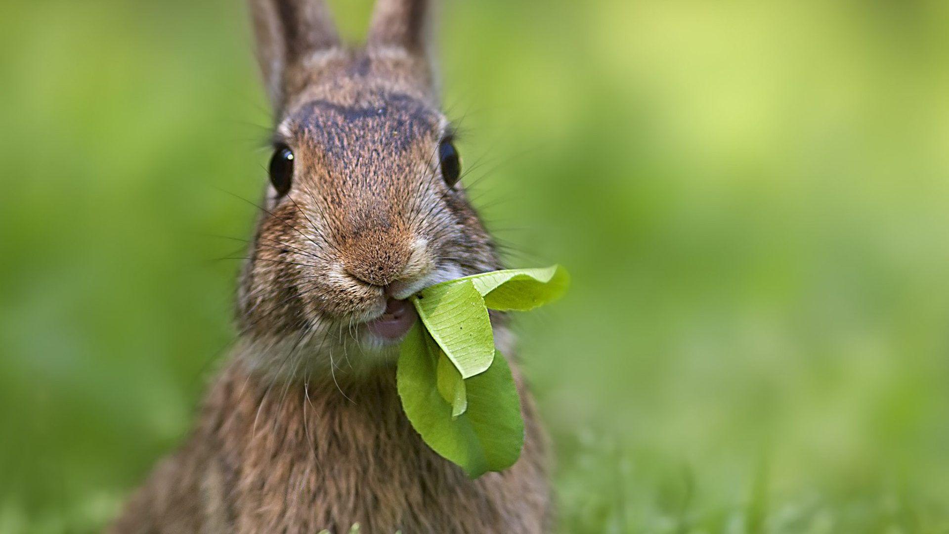Funny Bunny Wallpapers - Top Free Funny Bunny Backgrounds - WallpaperAccess