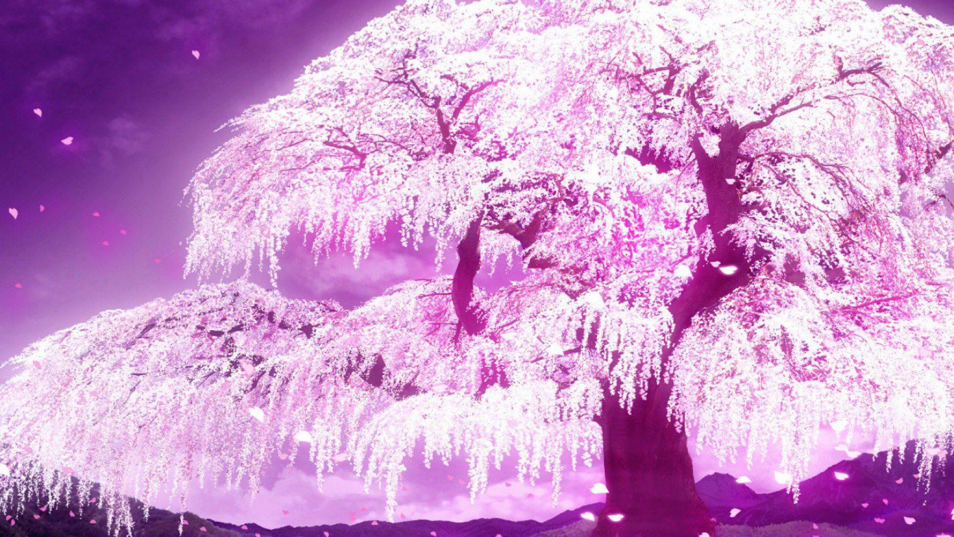 Anime Cherry Blossom  Japanese Sakura Anime HD wallpaper  Pxfuel