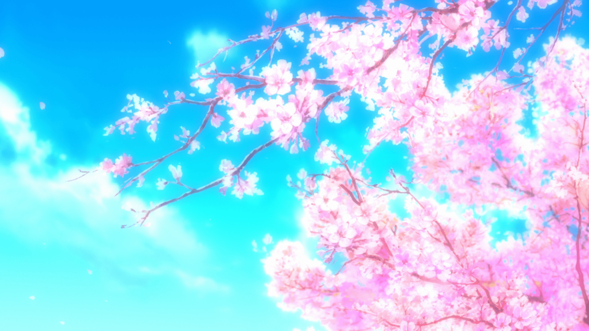 Cherry bloom  Anime cherry blossom Anime scenery wallpaper Anime scenery