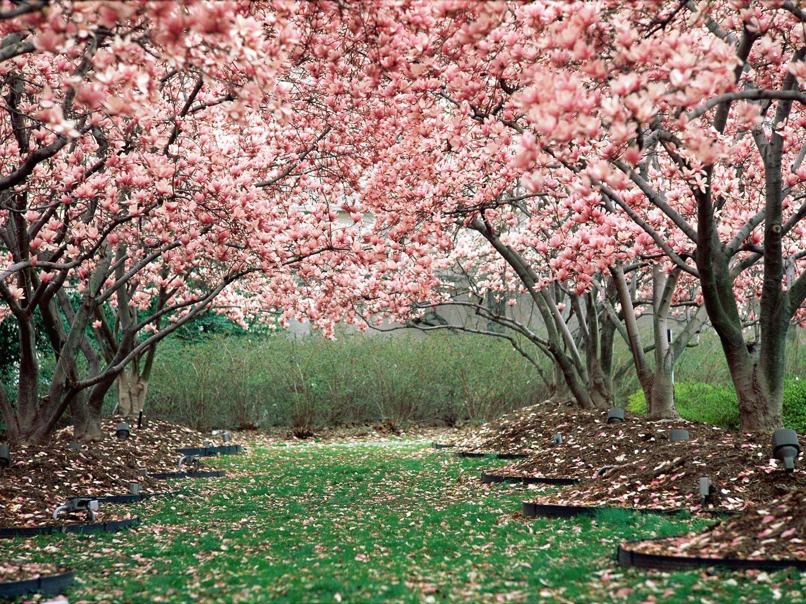 1600x1200 Cherry Blossoms In Spring. Fondos para el cel. Cherry