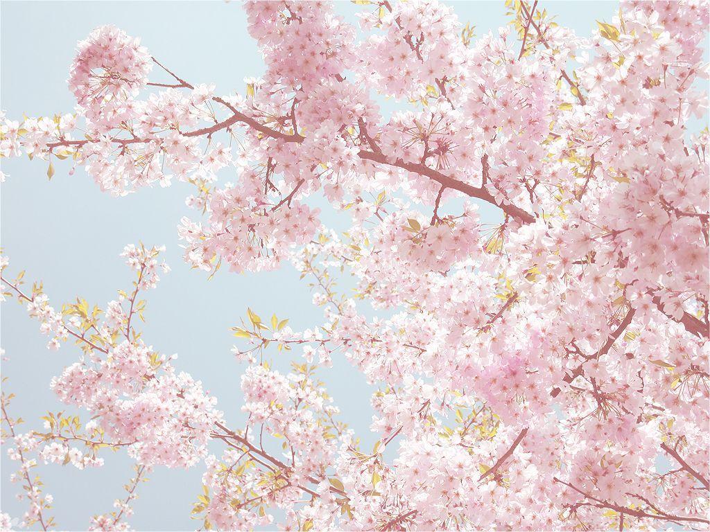 Anime Fairy Cherry Blossom Wallpapers Top Free Anime