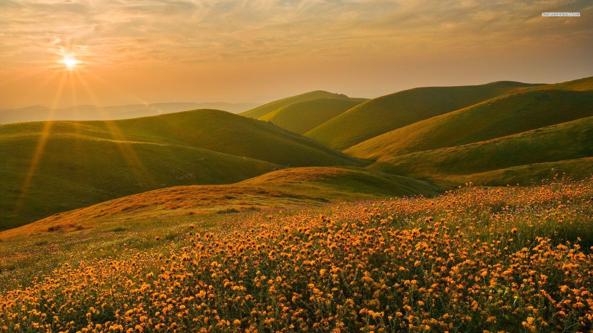 1920x1080 Orange Flowers Hills Sunny Sky desktop PC and Mac wallpaper