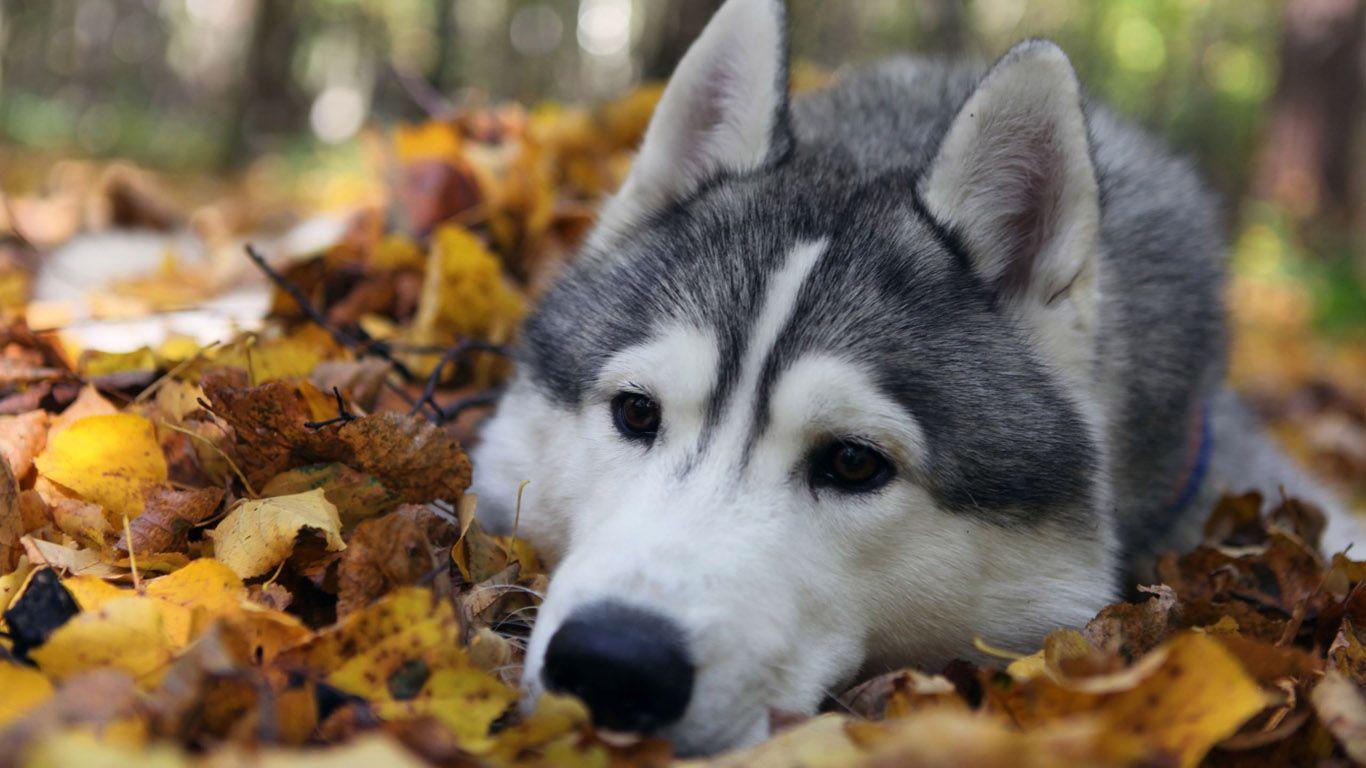 1366x768 Alaskan Malamute Wallpaper