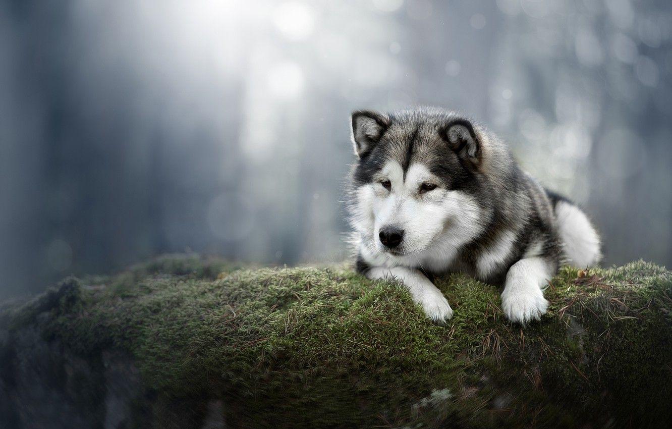 1332x850 Wallpaper background, moss, dog, Alaskan Malamute image