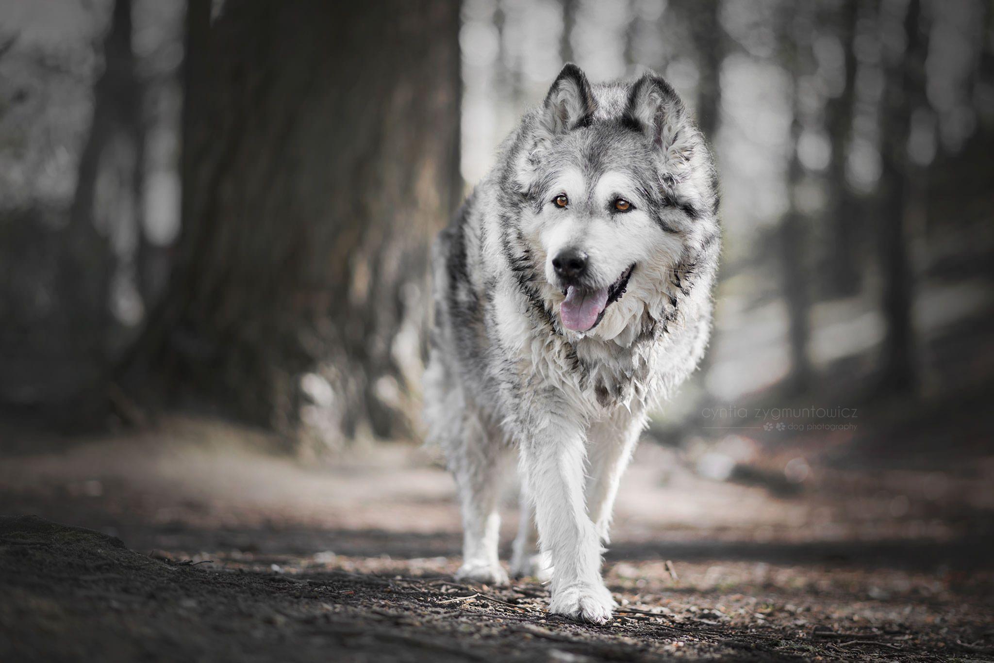 2048x1367 Alaskan Malamute Wallpaper