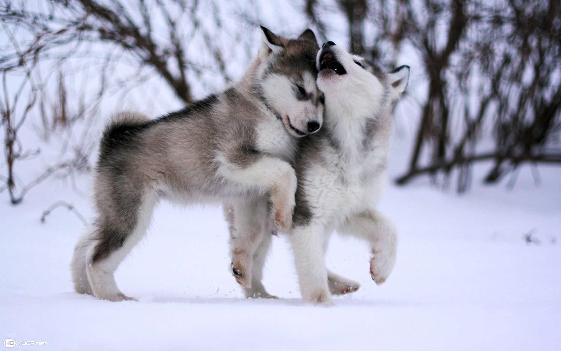 1920x1200 Alaskan Malamute Puppies