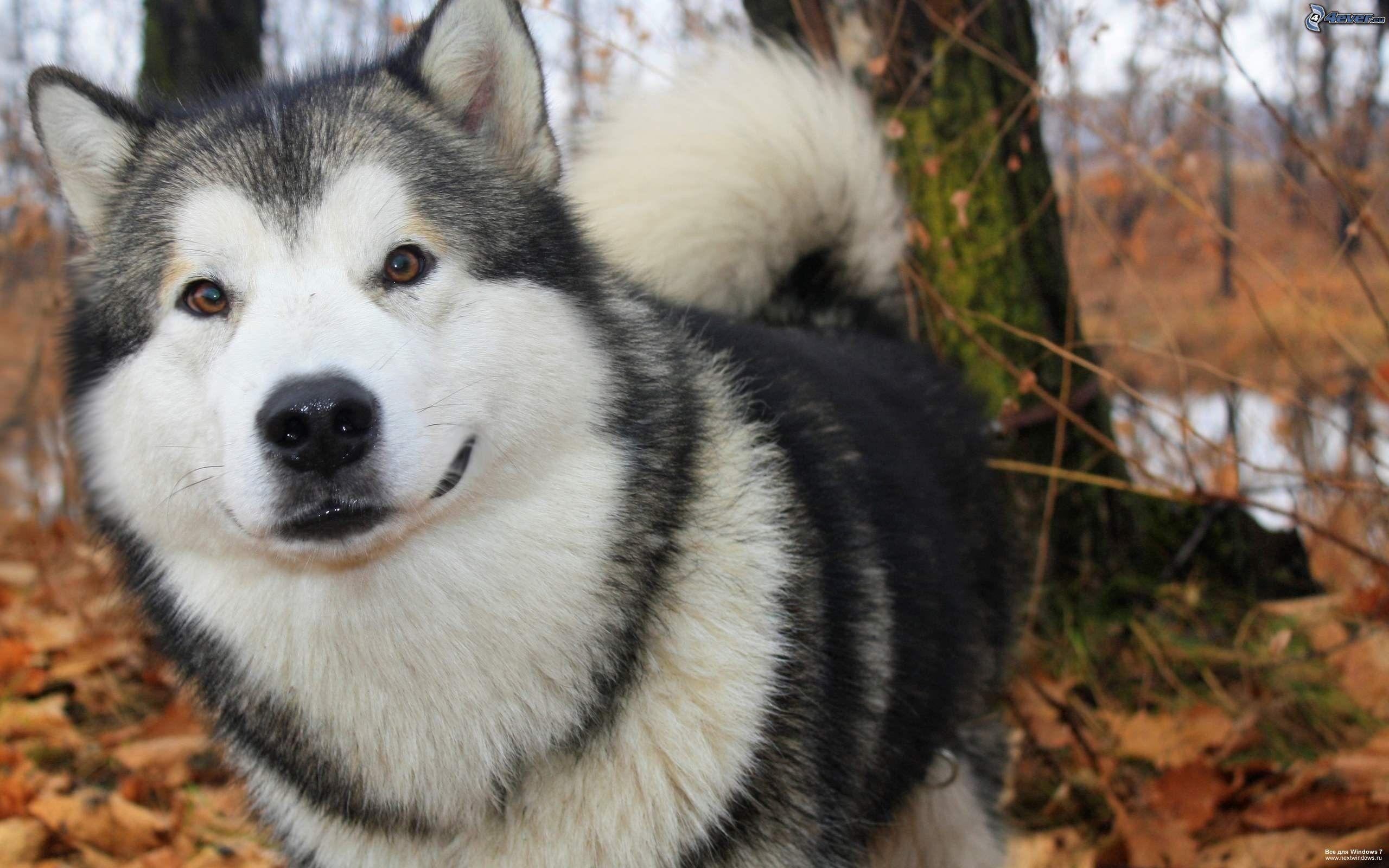 2560x1600 Alaskan Malamute wallpaperx1600