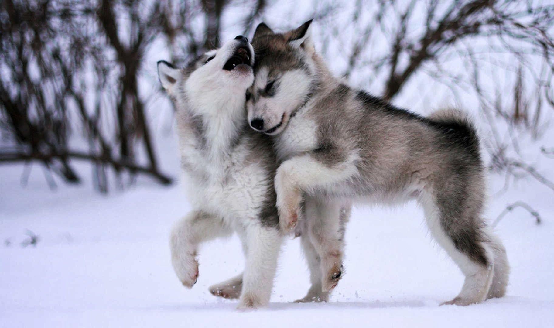 1824x1080 Alaskan Malamute Wallpaper Full HD #E9U9923
