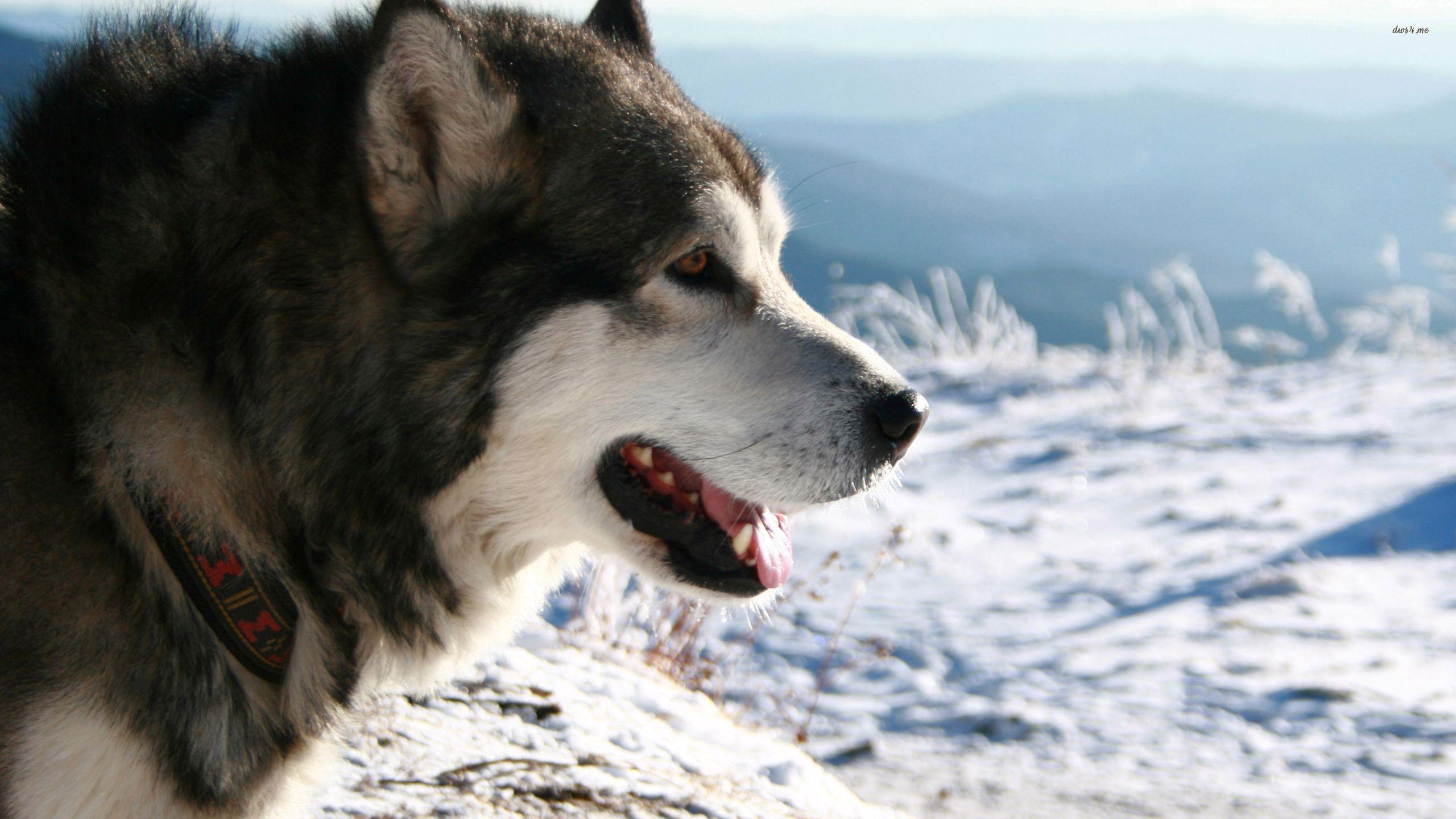 2560x1440 Alaskan Malamute Wallpaper W3V9SC, 303.94 Kb