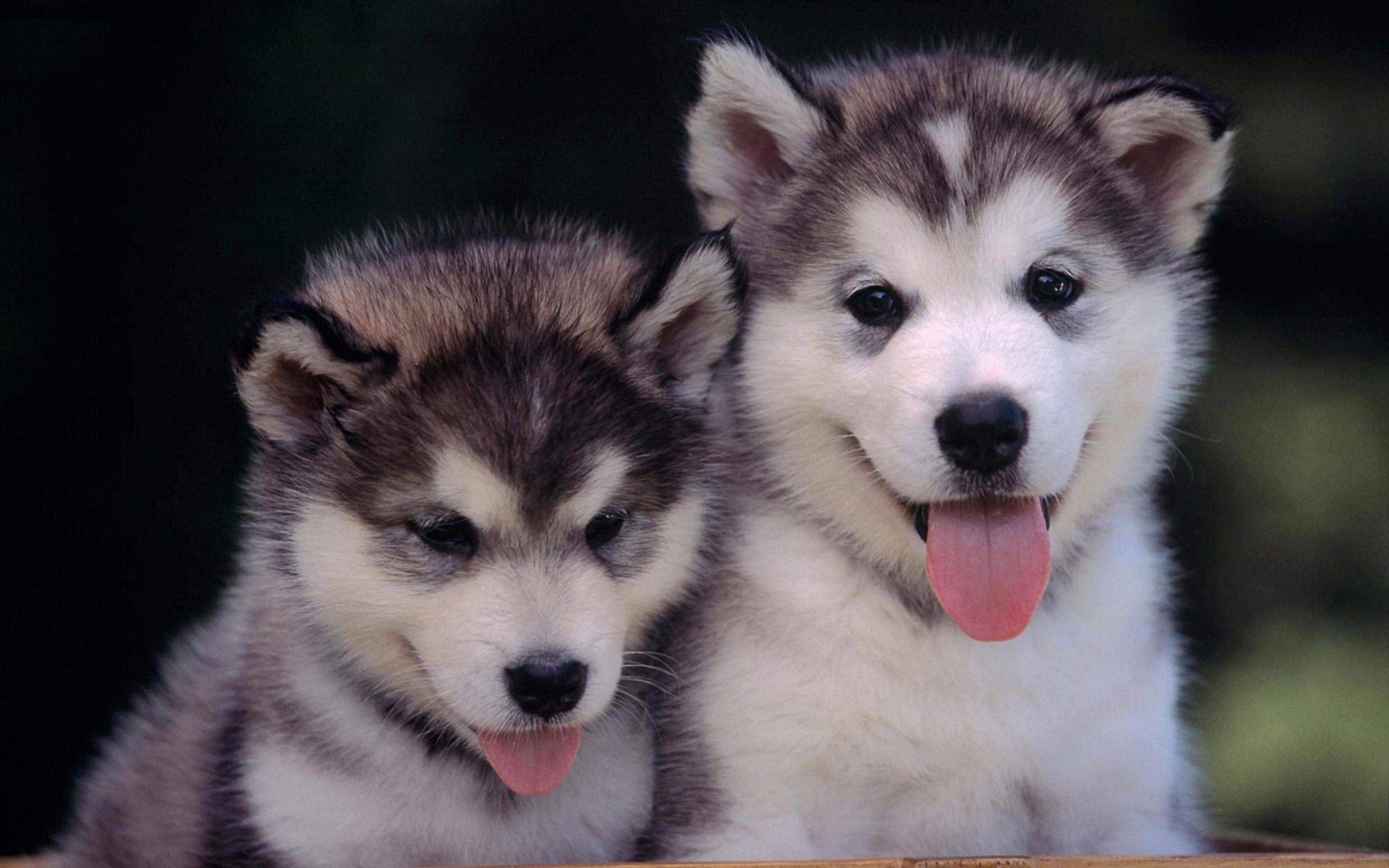 2880x1800 cute alaskan malamute puppies. HD Wallpaper. malamutes