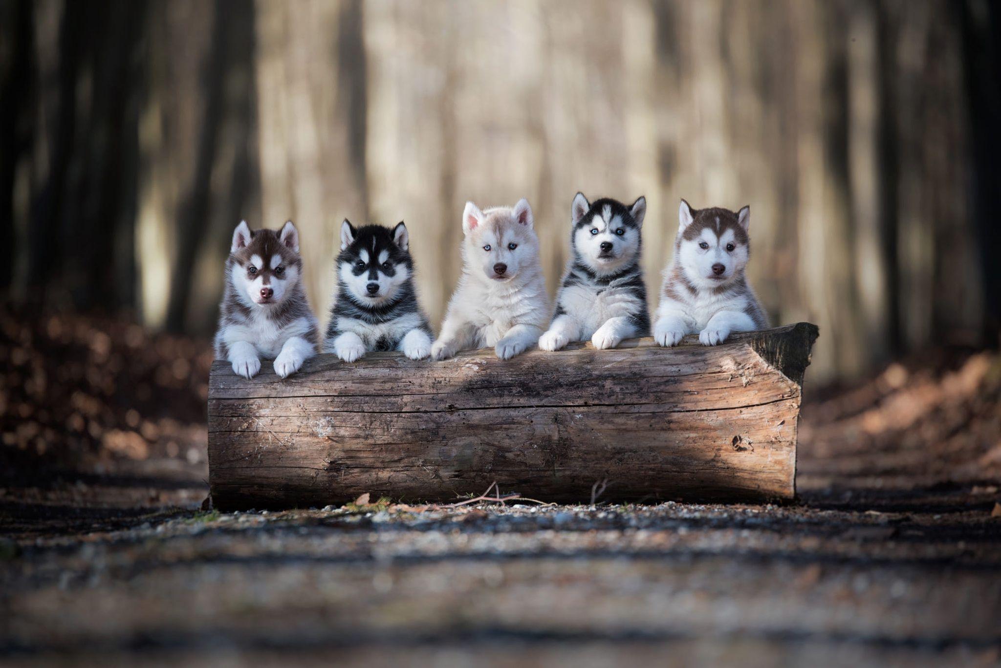 2048x1367 Alaskan Malamute HD Wallpaper. Background Imagex1367