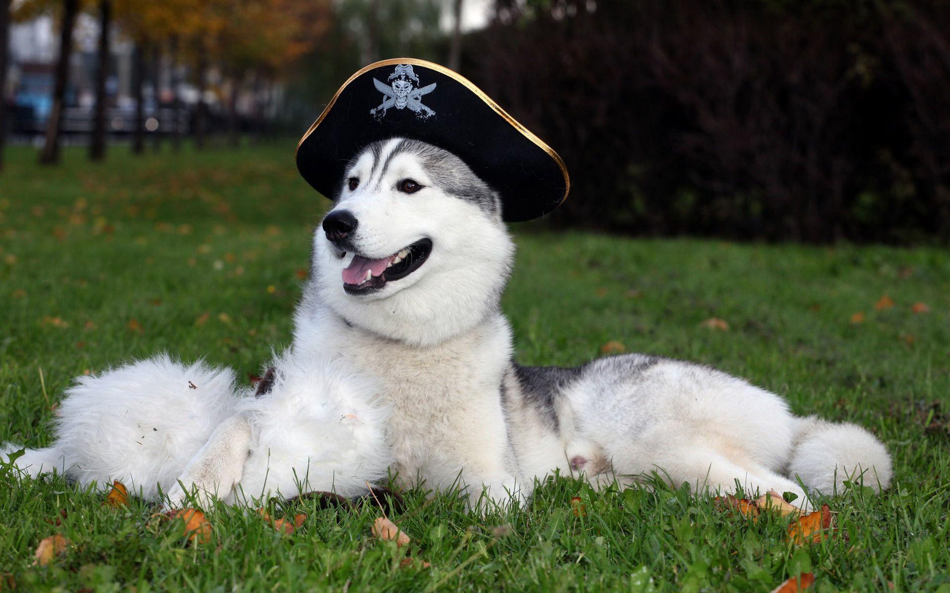 1920x1200 Alaskan Malamute Dog