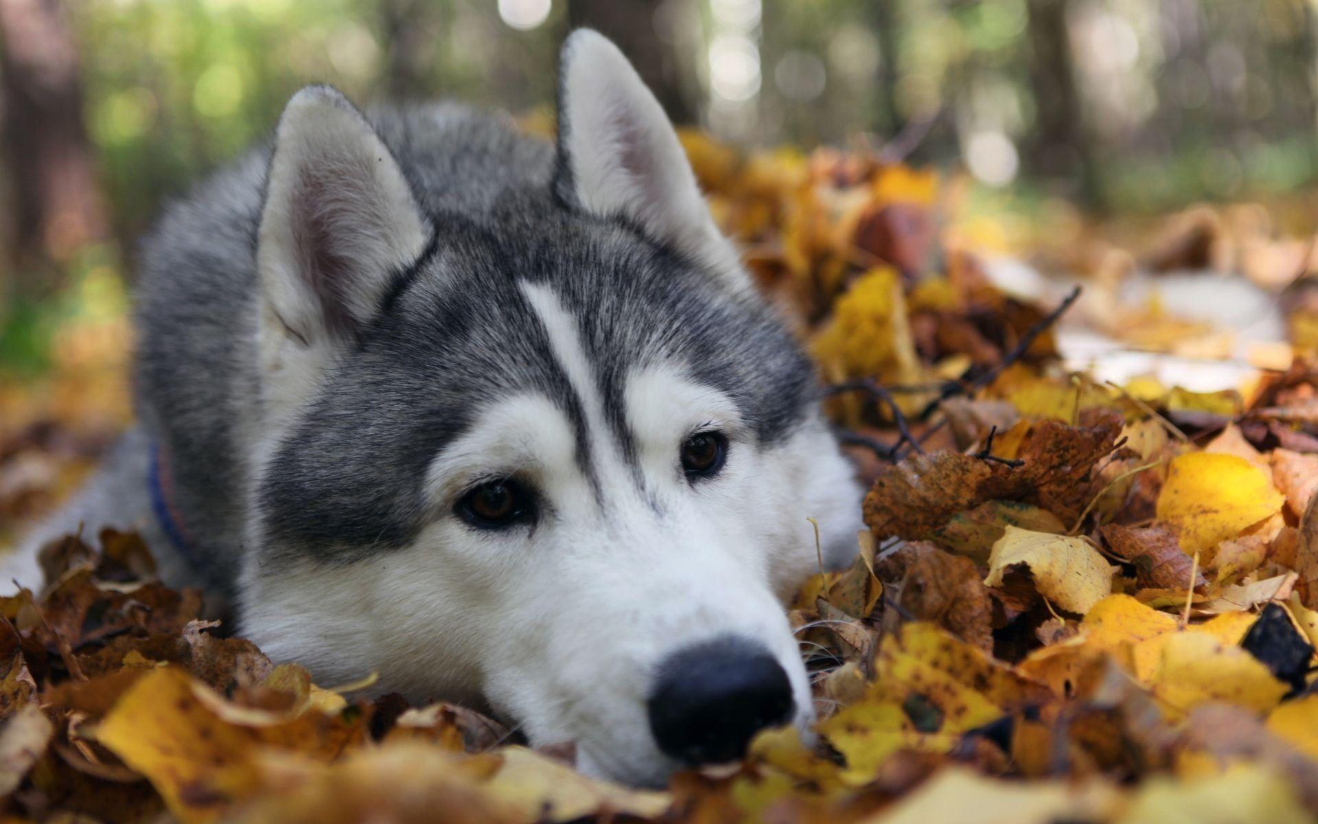 1920x1200 Adult white and gray Siberian husky, animals, dog, Alaskan