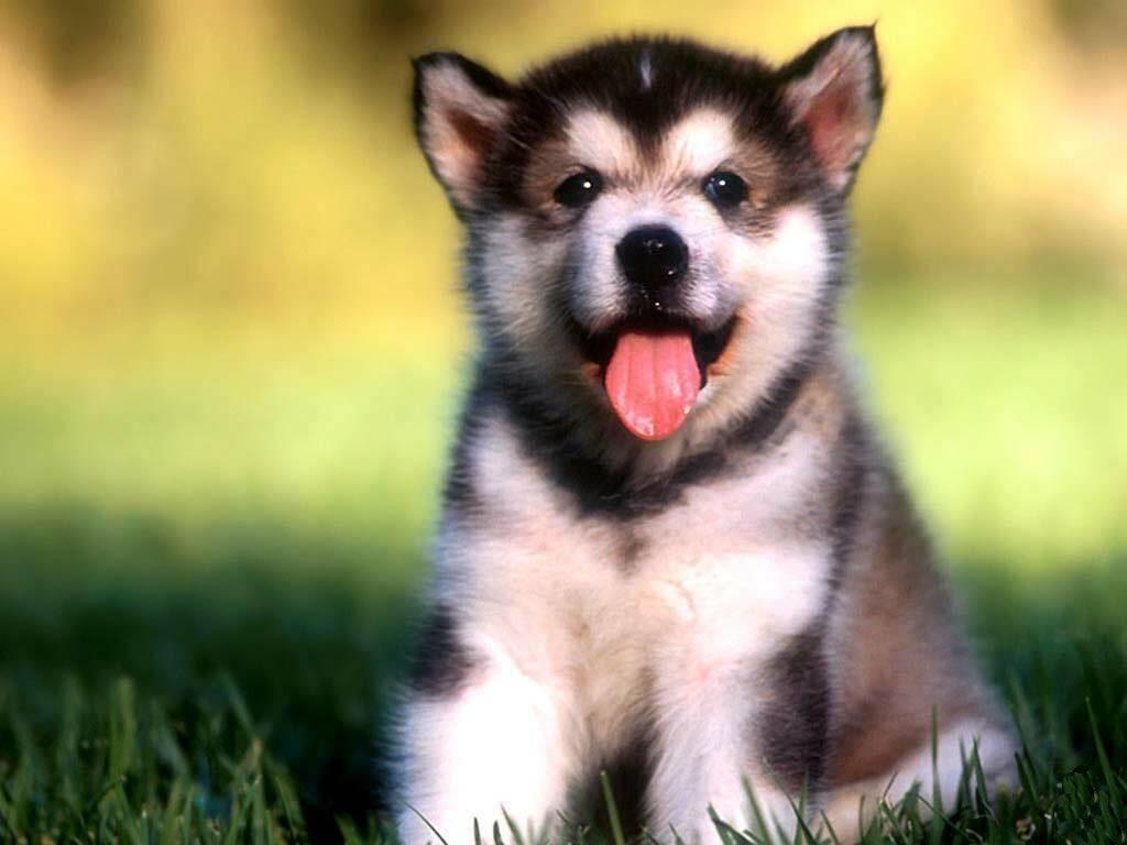 1024x768 Alaskan Malamute Pic Malamute Baby Hd, HD