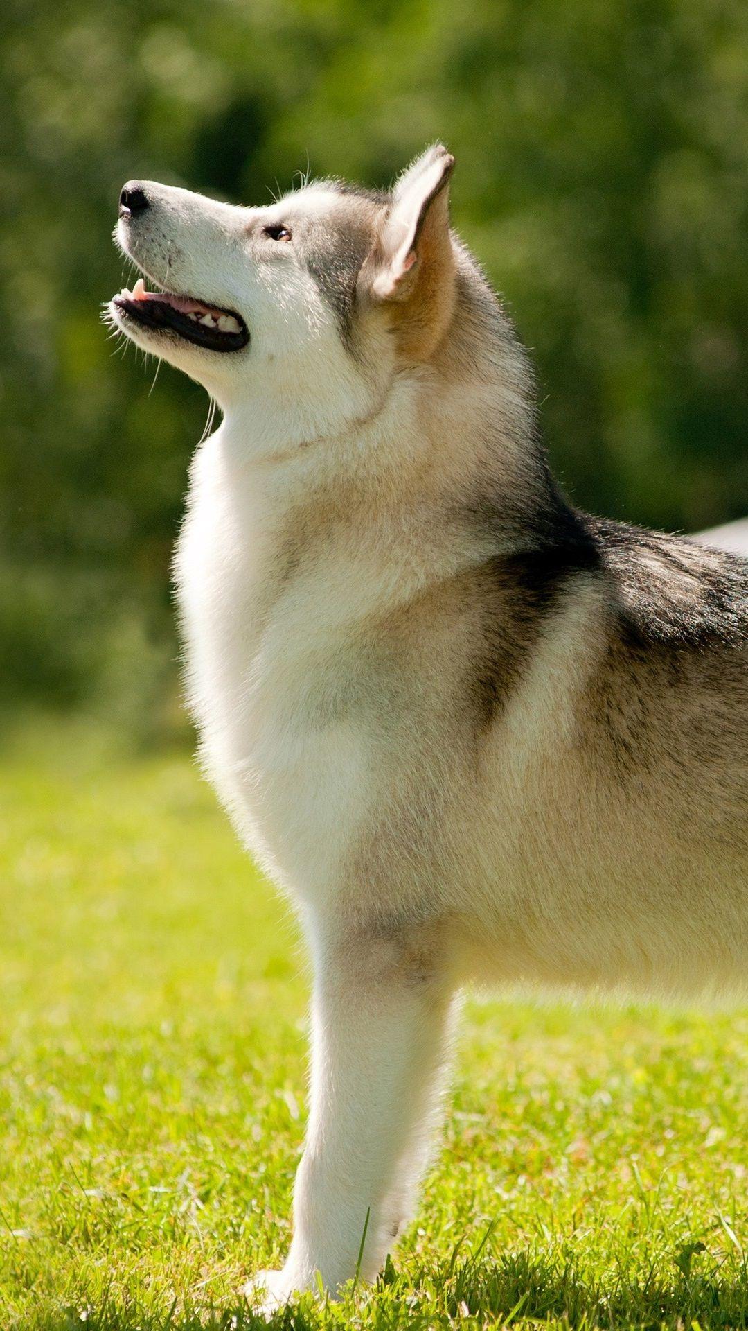 1080x1920 Alaskan Malamute Dog 1080x1920 IPhone 8 7 6 6S Plus