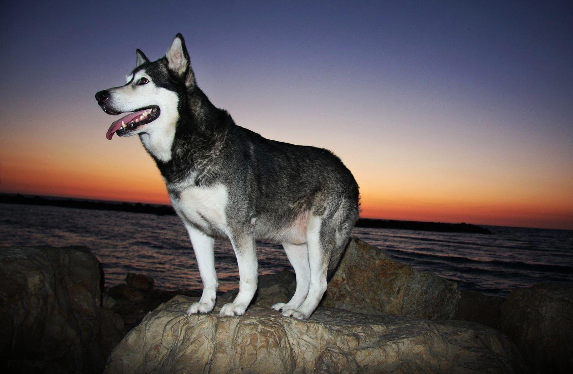 1830x1194 Alaskan Malamute at the sunset photo and wallpaper