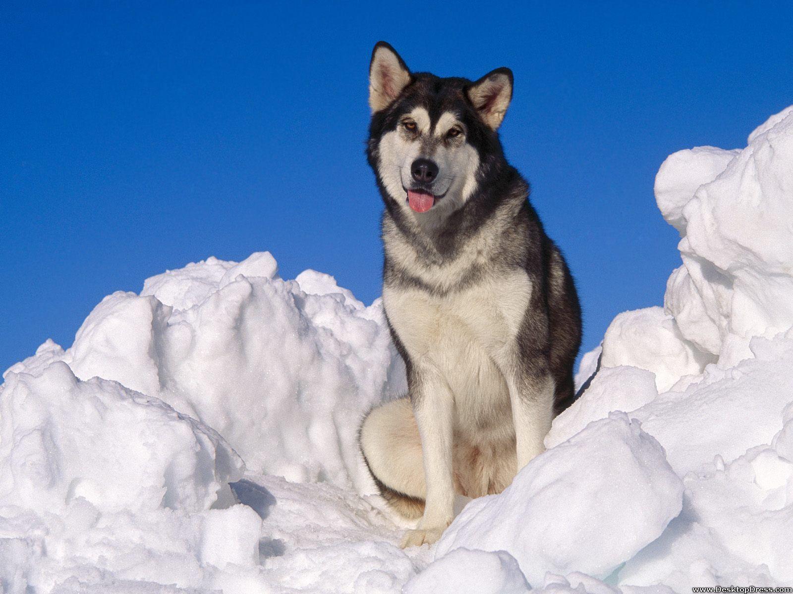 1600x1200 Desktop Wallpaper Animals Background Alaskan Malamute