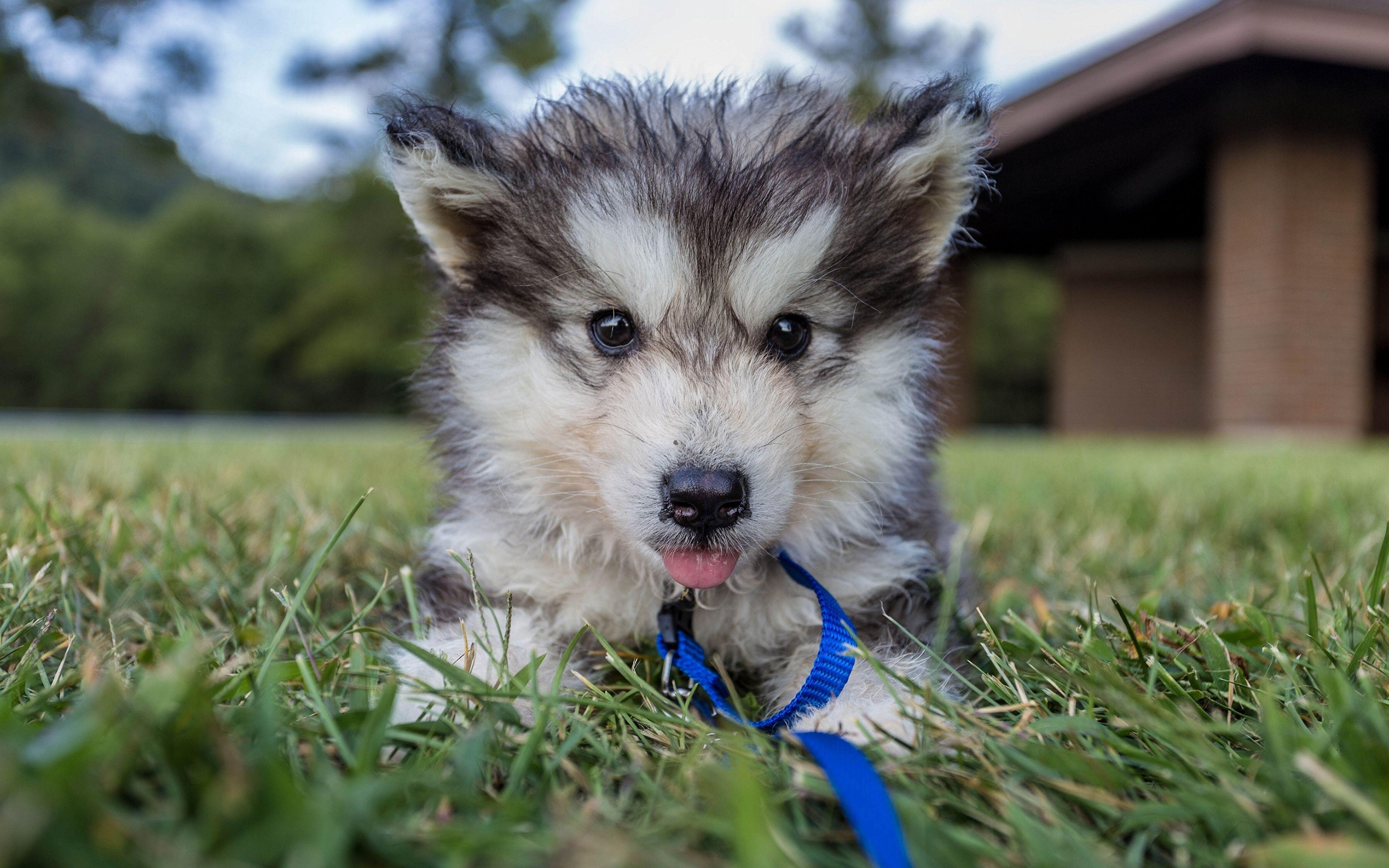 3840x2400 Desktop Wallpaper Husky Puppy Alaskan Malamute Dogs Grass