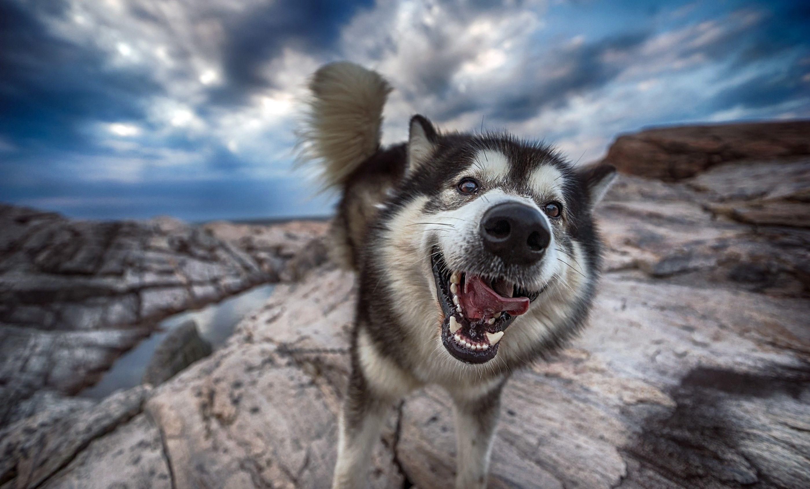 2800x1690 Alaskan Malamute Wallpaper
