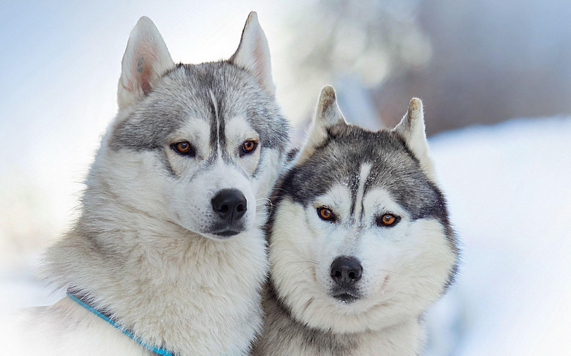 1920x1200 Alaskan Malamute Wallpaper