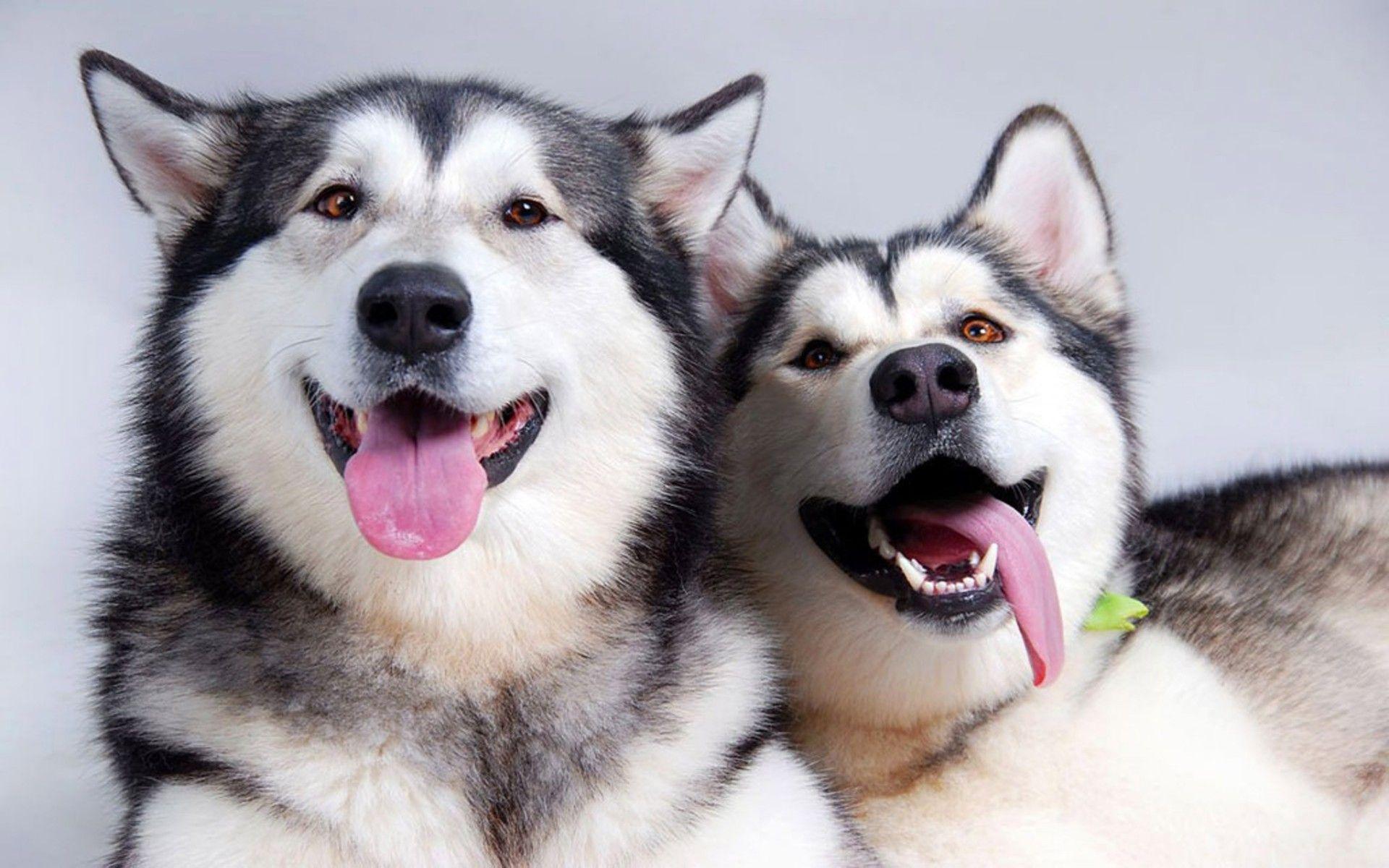 1920x1200 Alaskan Malamute Dogs Wallpaper For Desktop :