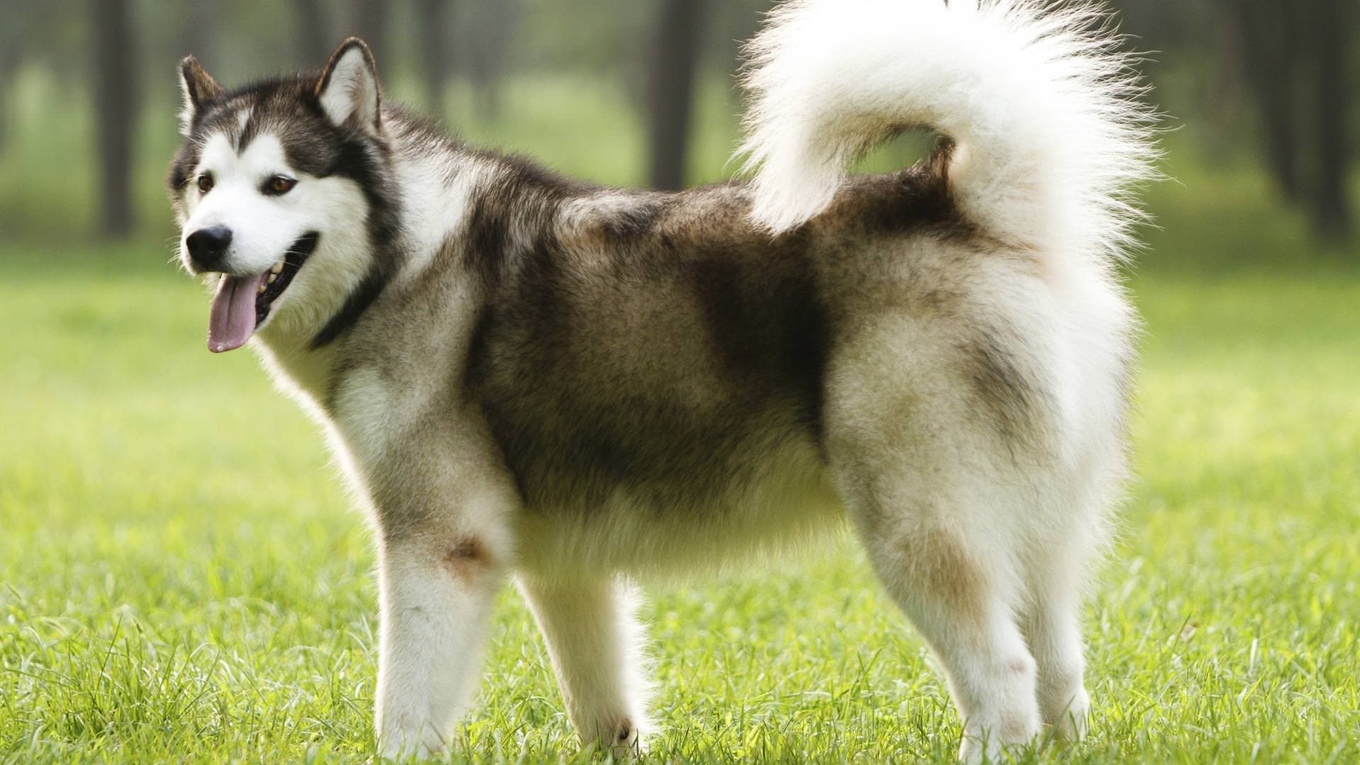 1920x1080 Free download Alaskan Malamute HD Desktop Wallpaper