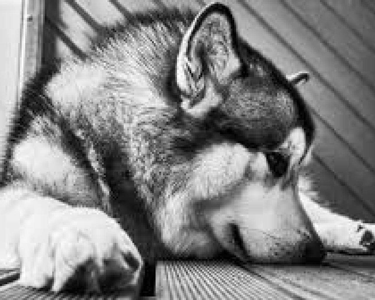 1280x1024 Alaskan Malamutes New Wallpaper Theme for Android