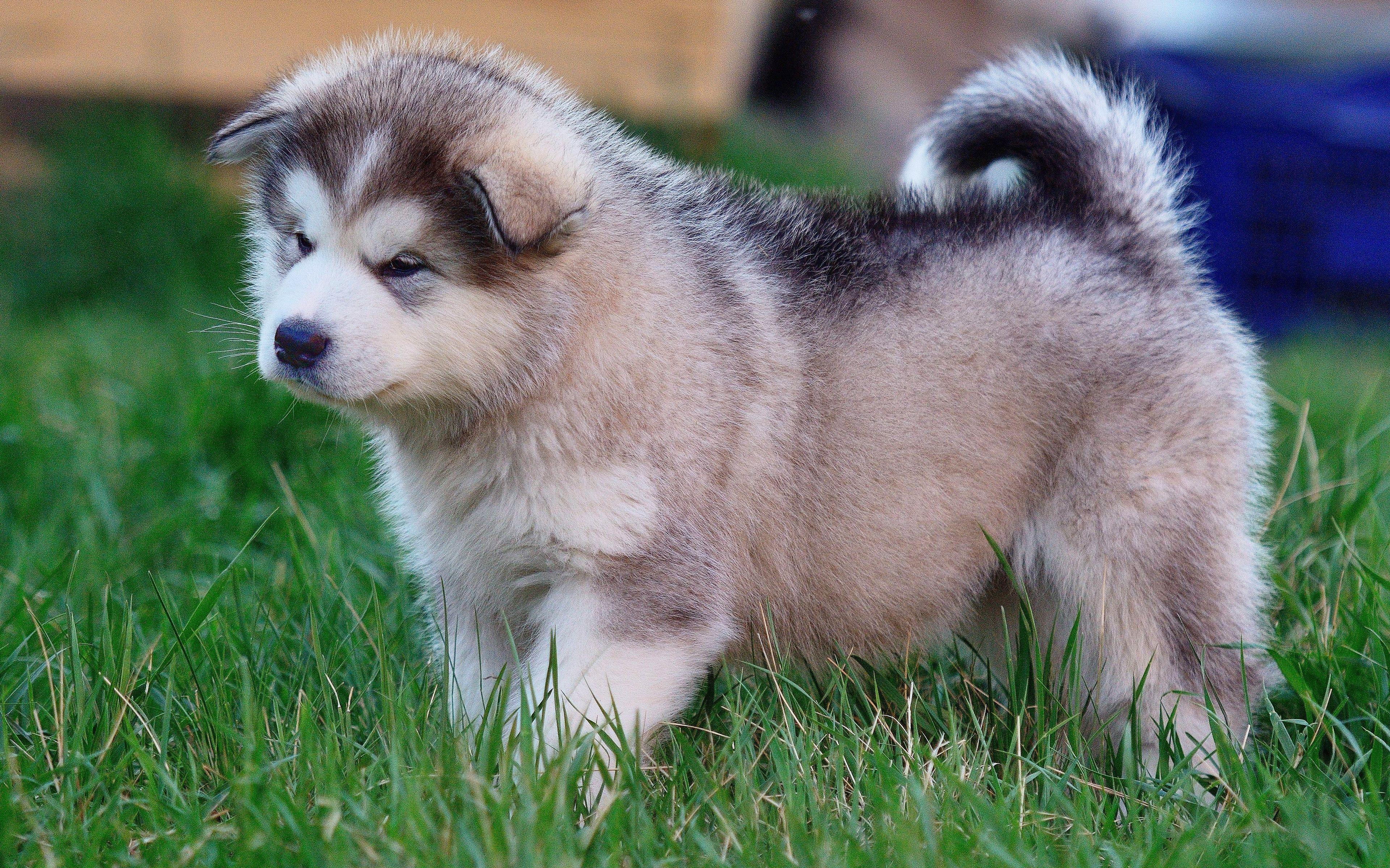 3840x2400 Download wallpaper Alaskan Malamute, 4k, puppy, Canis lupus