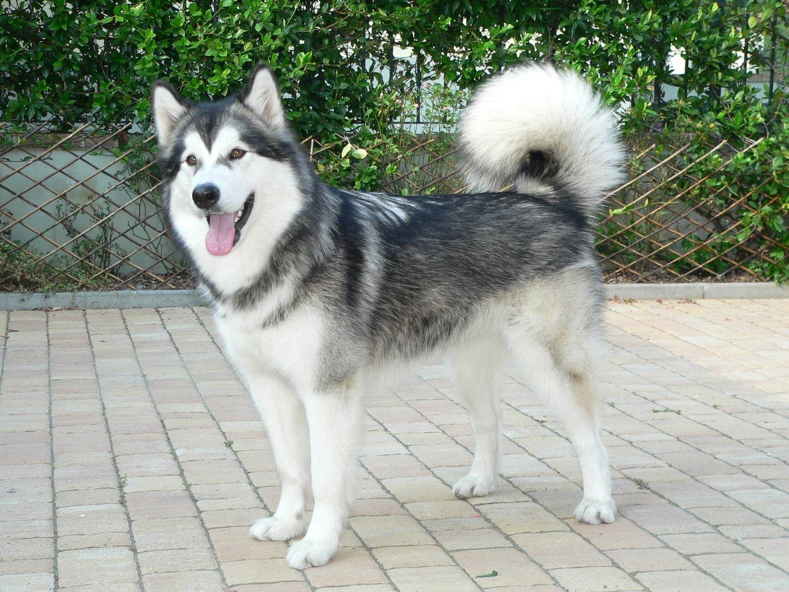 1600x1200 Alaskan Malamute wallpaperx1200