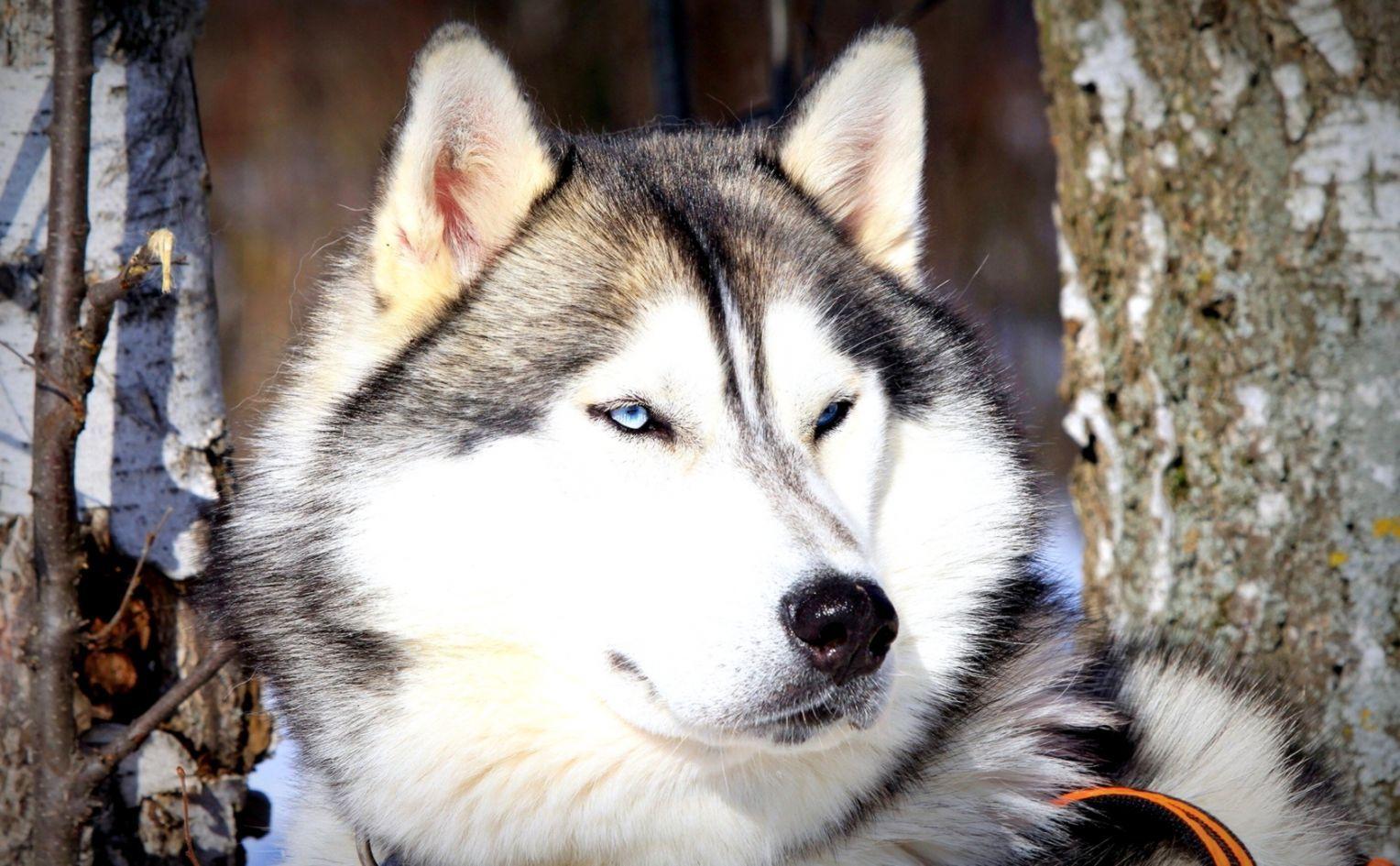 1528x945 White Alaskan Malamute Dog Animals Picture Wallpaper. Funny