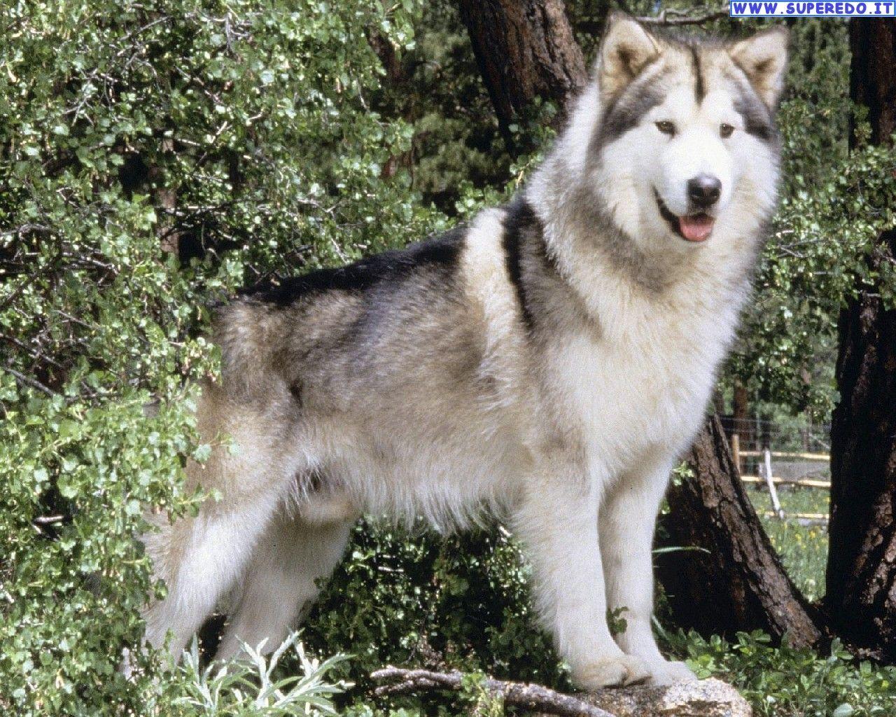 1280x1024 Alaskan Malamute Wallpaper • HD Wallpaper