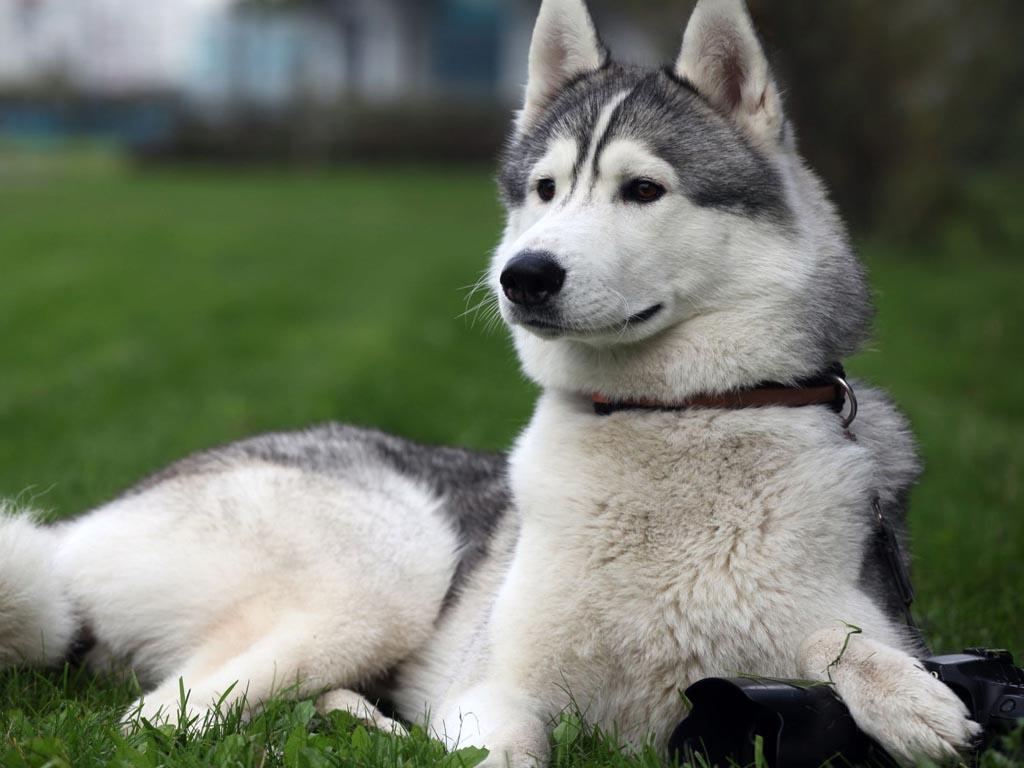 1024x768 HD Wallpaper: Alaskan Malamute Wallpaper
