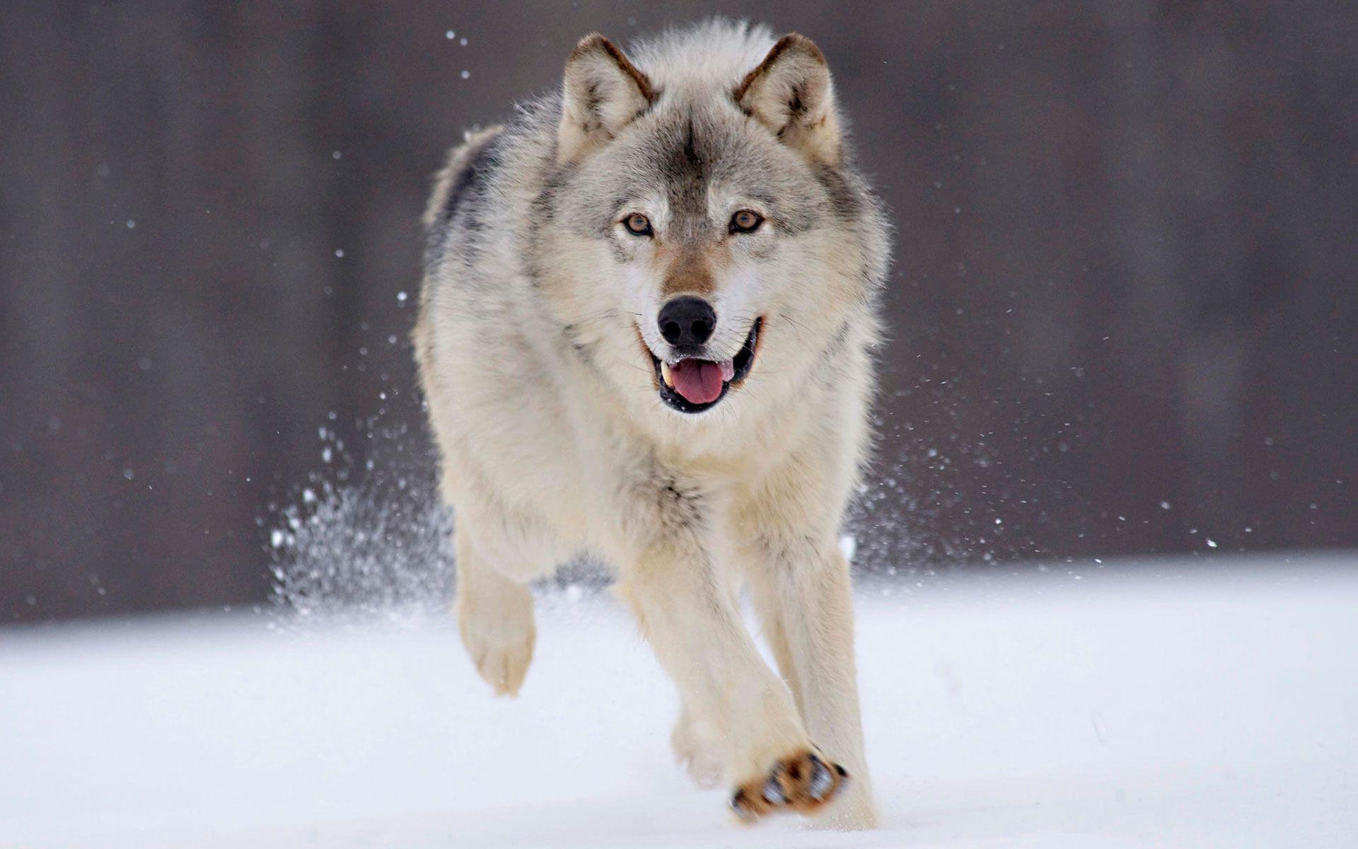 1920x1200 Alaskan Malamute Wallpaper #XX6612I