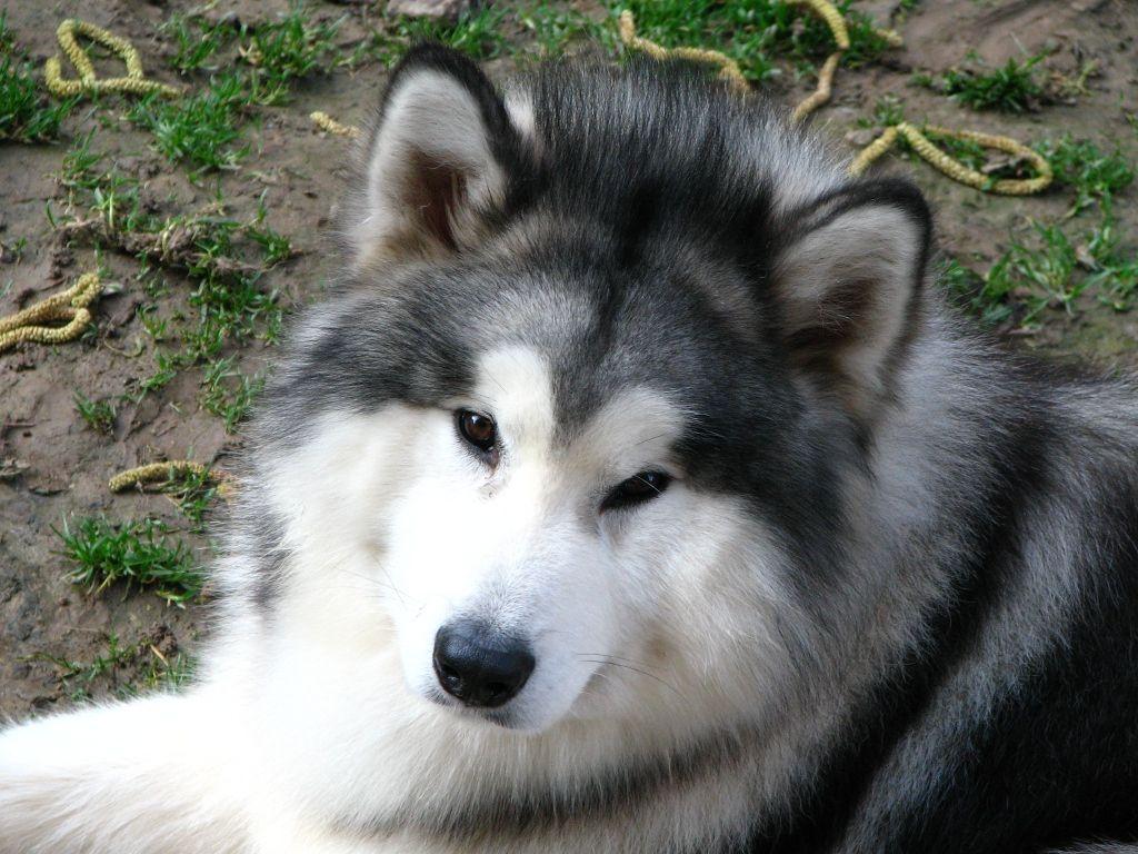 1024x768 Alaskan Malamute Gizmo photo and wallpaper. Beautiful