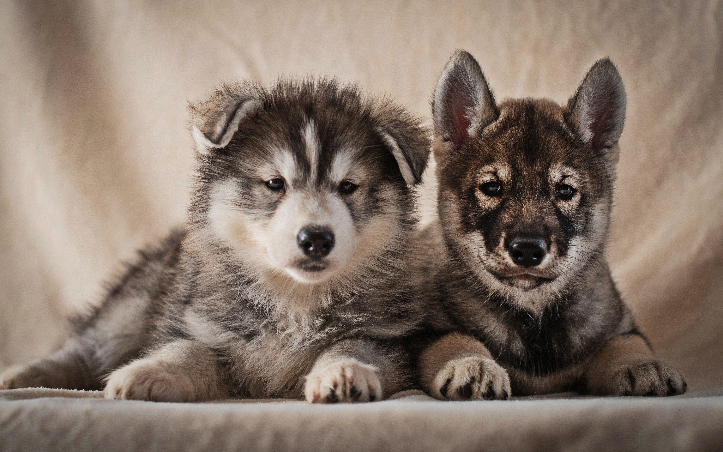 2880x1800 Download Wallpaper Alaskan Malamute, Cute Dogs, Pets, Puppies, Cute Animals, Close Up, Small Malamutes, Alaskan Malamute Dogs For Desktop With Resolution 2880x1800. High Quality HD Picture Wallpaper