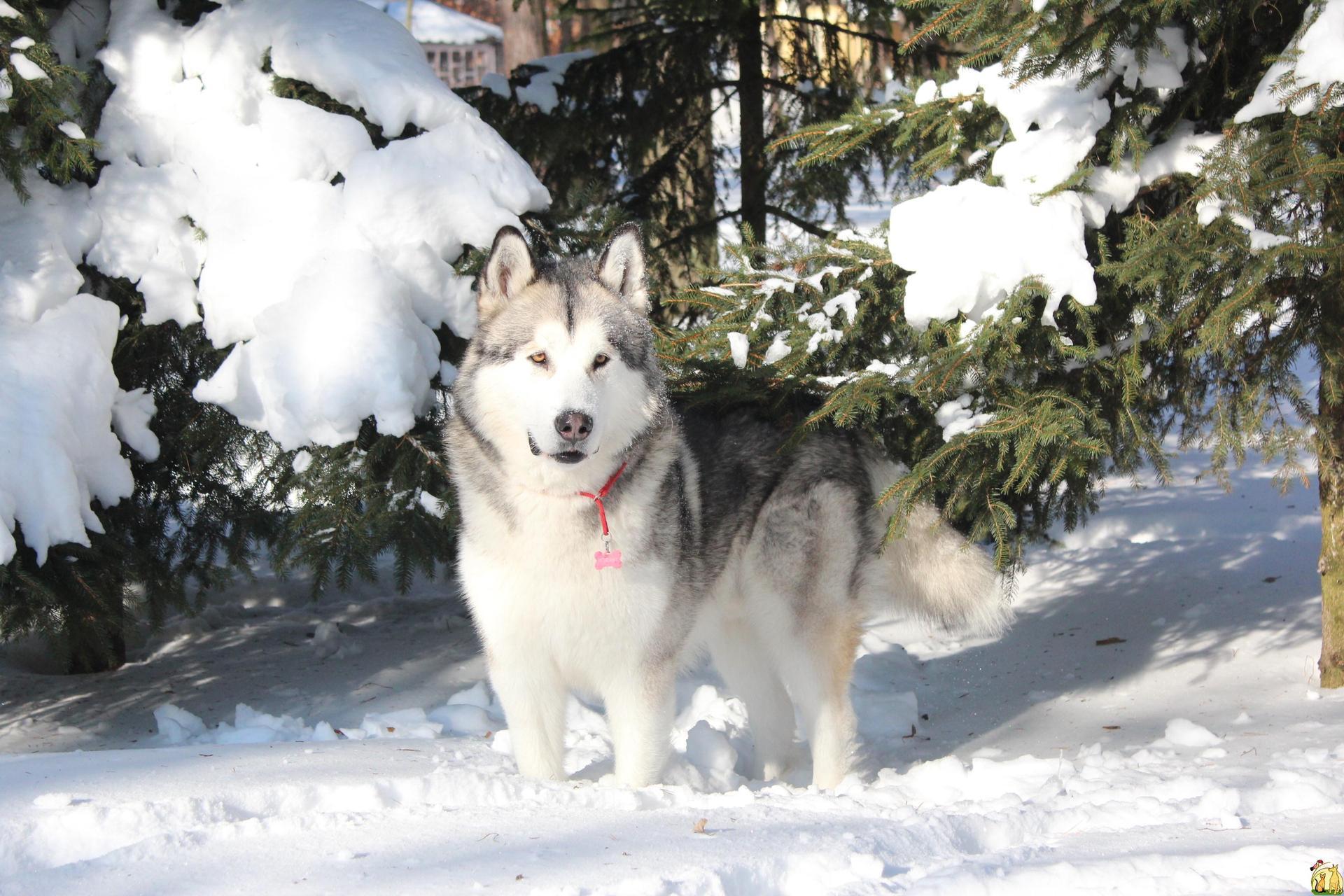 1920x1280 Alaskan Malamute Wallpaper HD Download